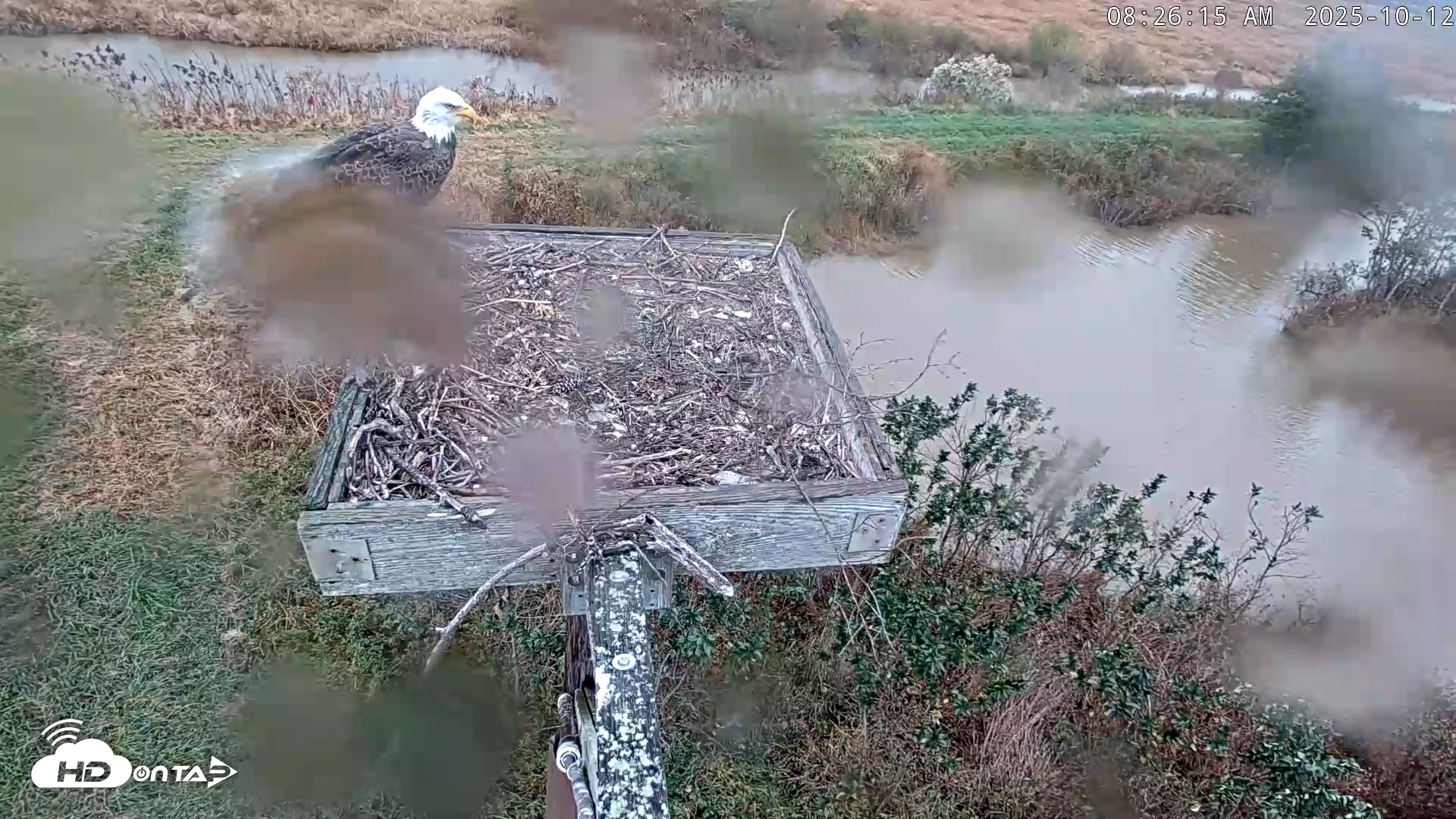 Snapshot of Blackwater Wildlife Refuge Ospreys Live Cam taken Oct 12, 2025, 8:26am EDT