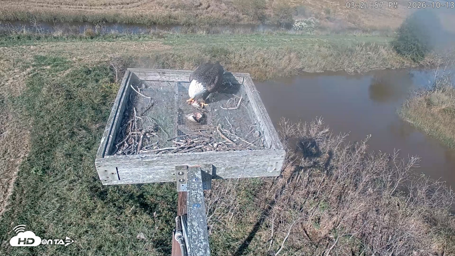 Snapshot of Blackwater Wildlife Refuge Ospreys Live Cam taken Oct 13, 2026, 3:23pm EDT