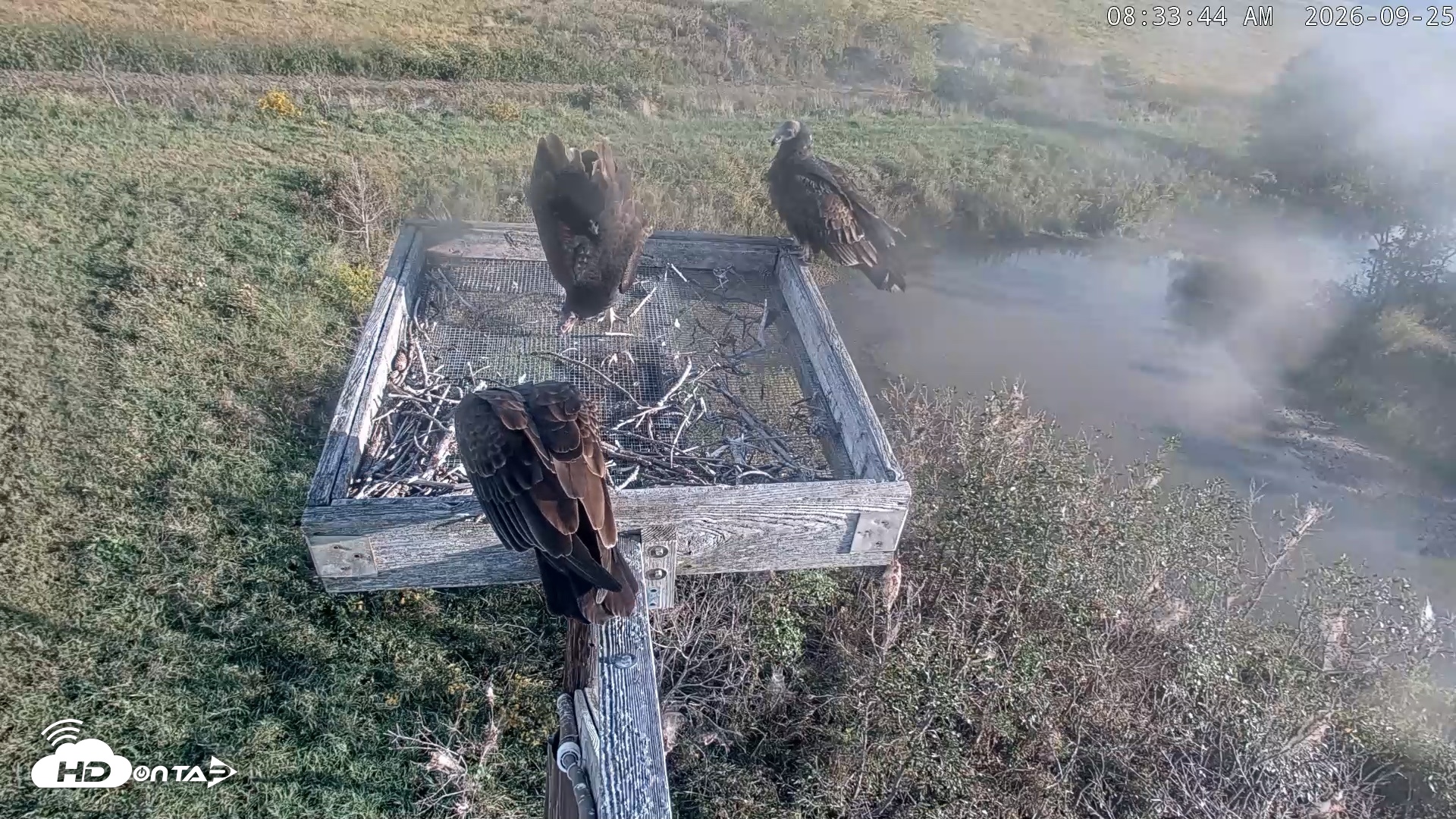 Snapshot of Blackwater Wildlife Refuge Ospreys Live Cam taken Sep 25, 2026, 8:34am EDT