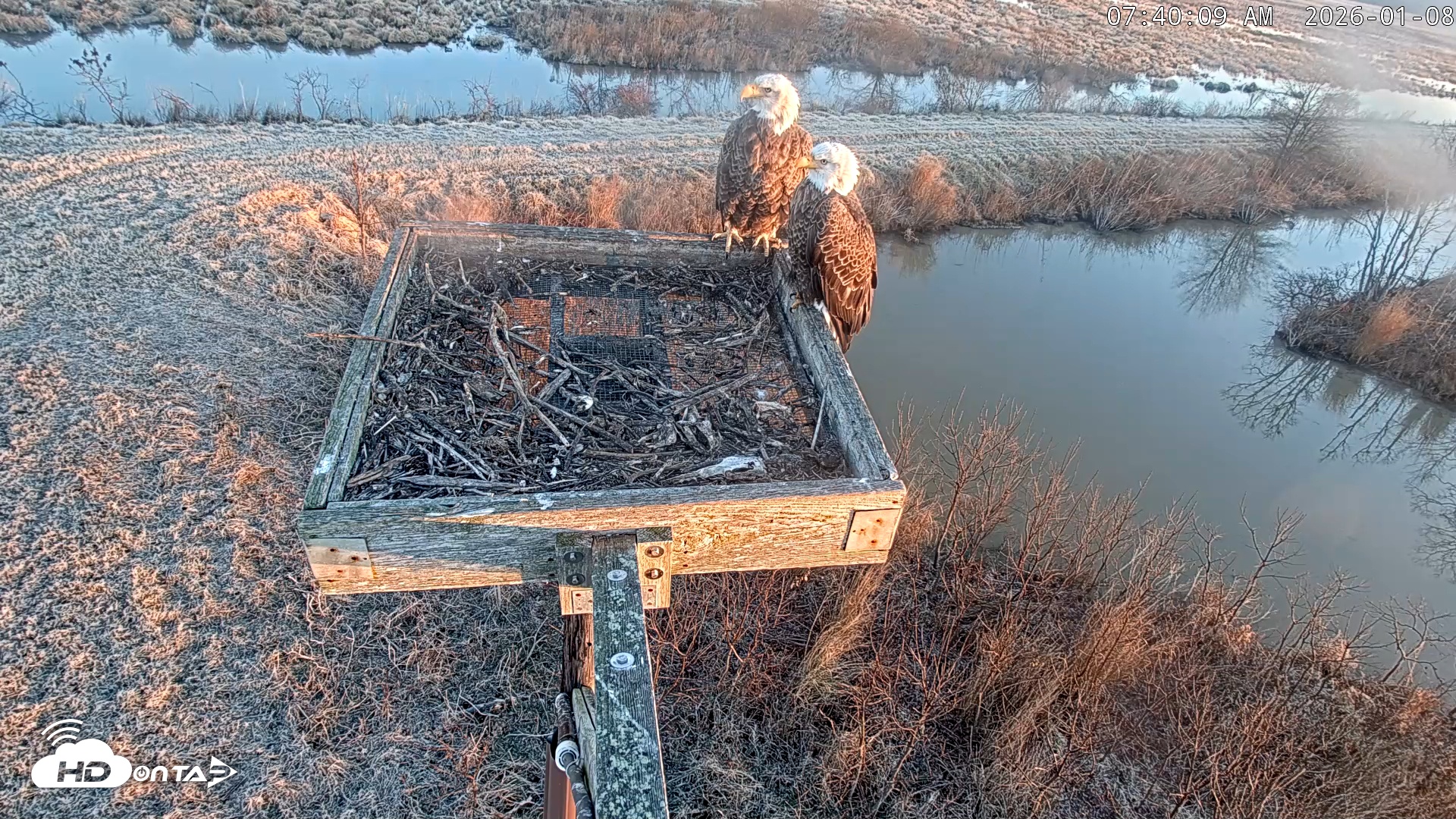 Snapshot of Blackwater Wildlife Refuge Ospreys Live Cam taken Jan 8, 2026, 7:40am EST