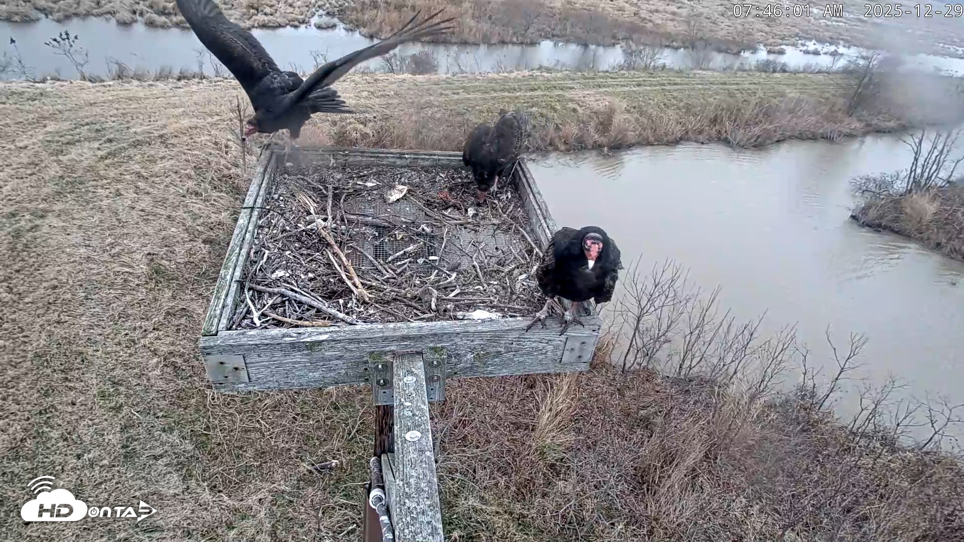 Snapshot of Blackwater Wildlife Refuge Ospreys Live Cam taken Dec 29, 2025, 7:46am EST