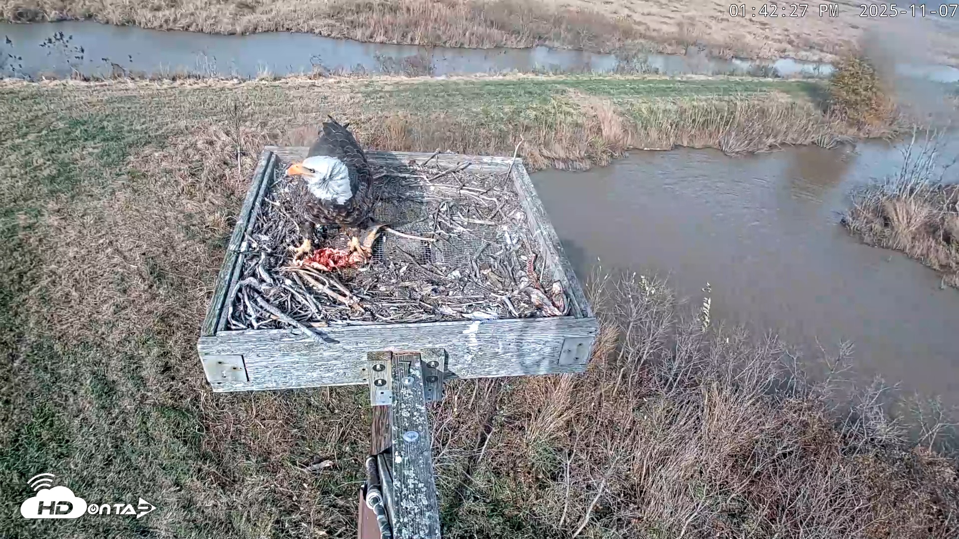 Snapshot of Blackwater Wildlife Refuge Ospreys Live Cam taken Nov 7, 2025, 1:43pm EST
