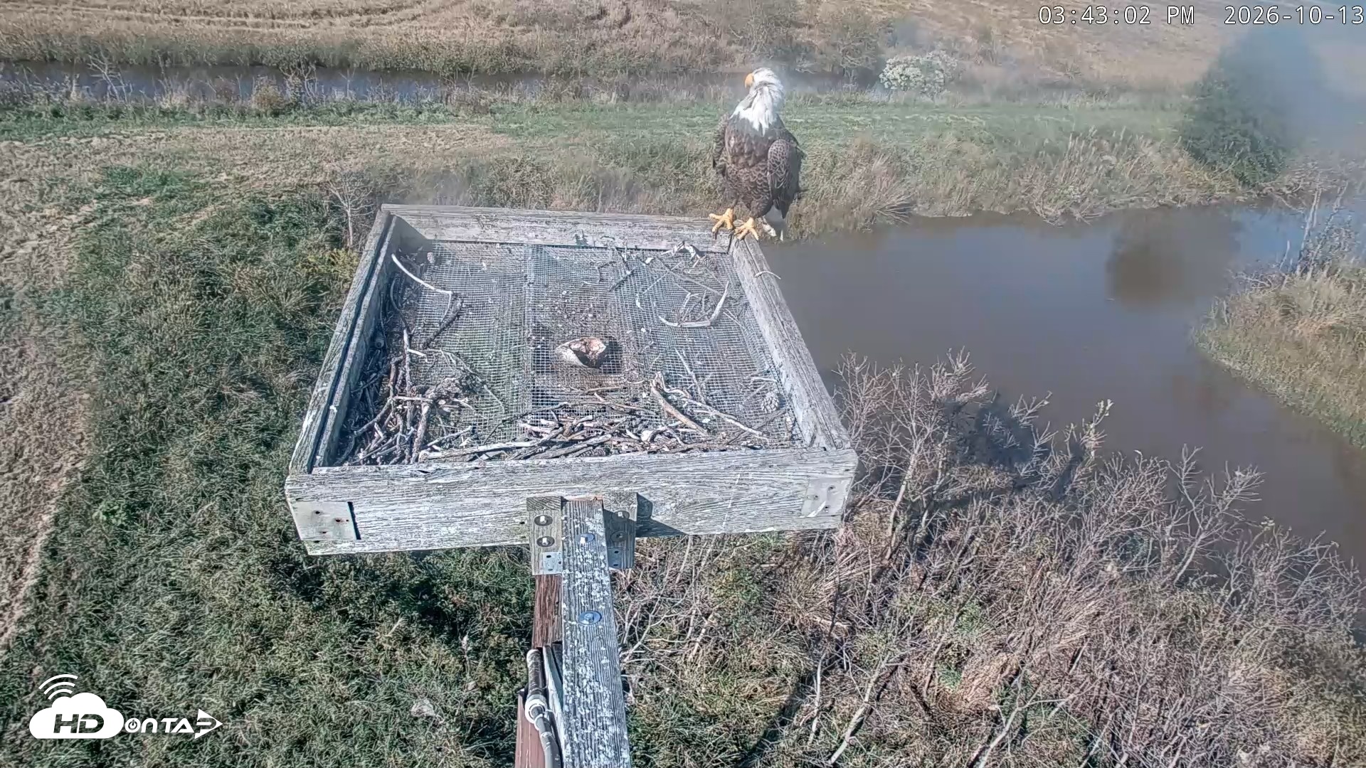 Snapshot of Blackwater Wildlife Refuge Ospreys Live Cam taken Oct 13, 2026, 3:43pm EDT
