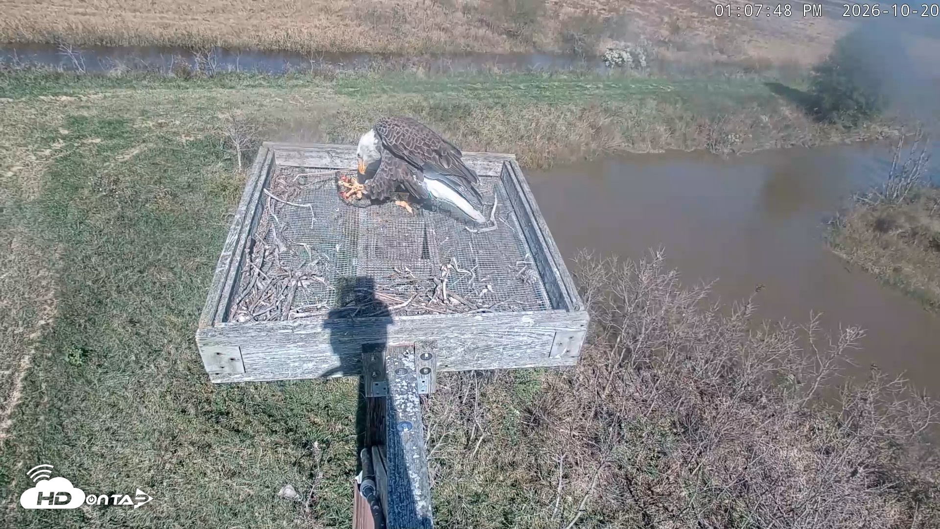 Snapshot of Blackwater Wildlife Refuge Ospreys Live Cam taken Oct 20, 2026, 1:08pm EDT