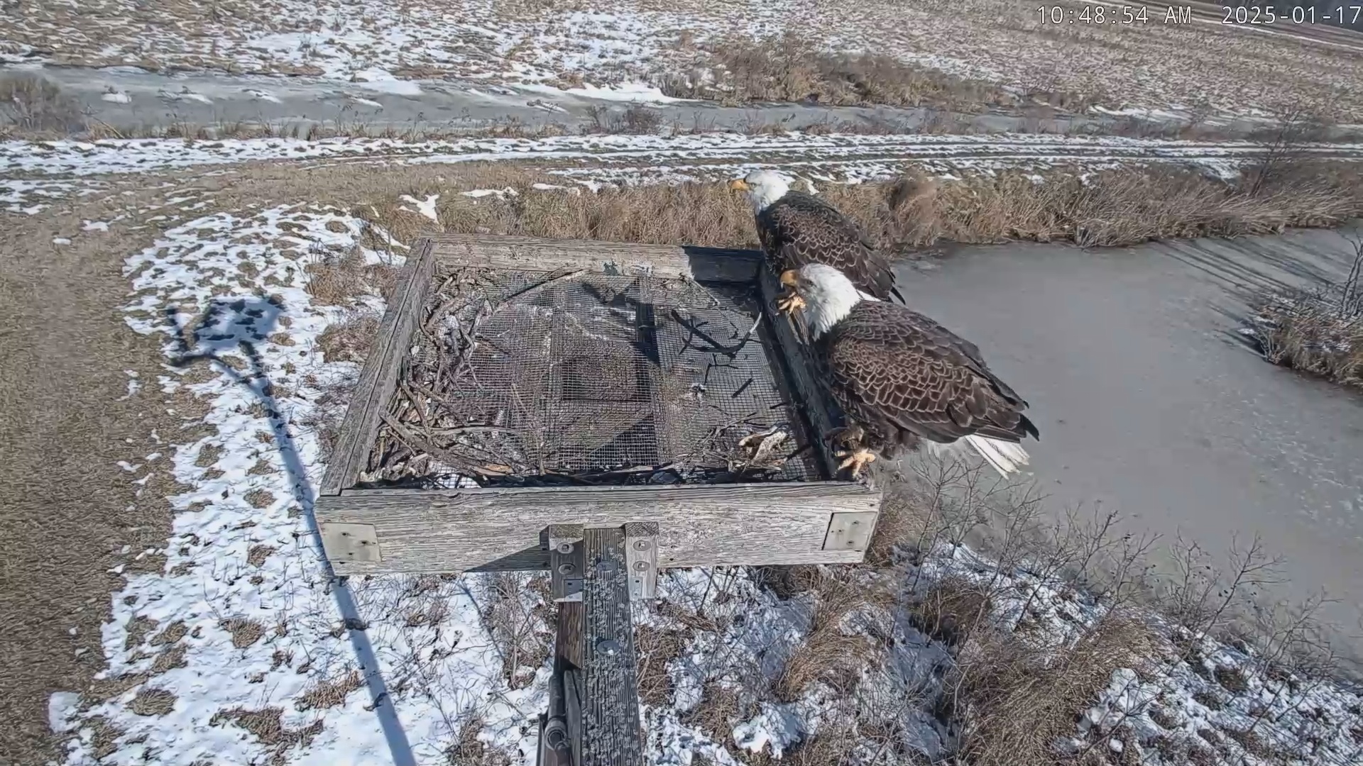 Snapshot of Blackwater Wildlife Refuge Ospreys Live Cam taken Jan 17, 2025, 10:49am EST