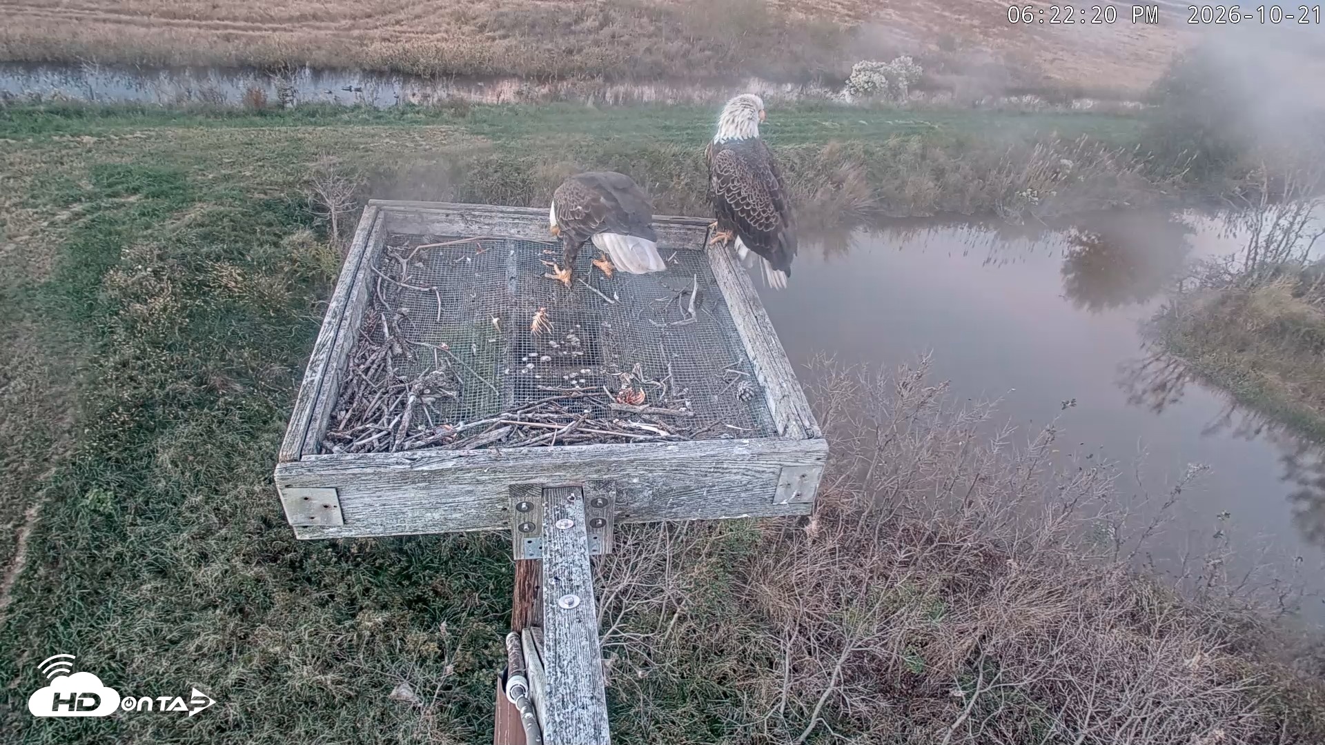 Snapshot of Blackwater Wildlife Refuge Ospreys Live Cam taken Oct 21, 2026, 6:23pm EDT