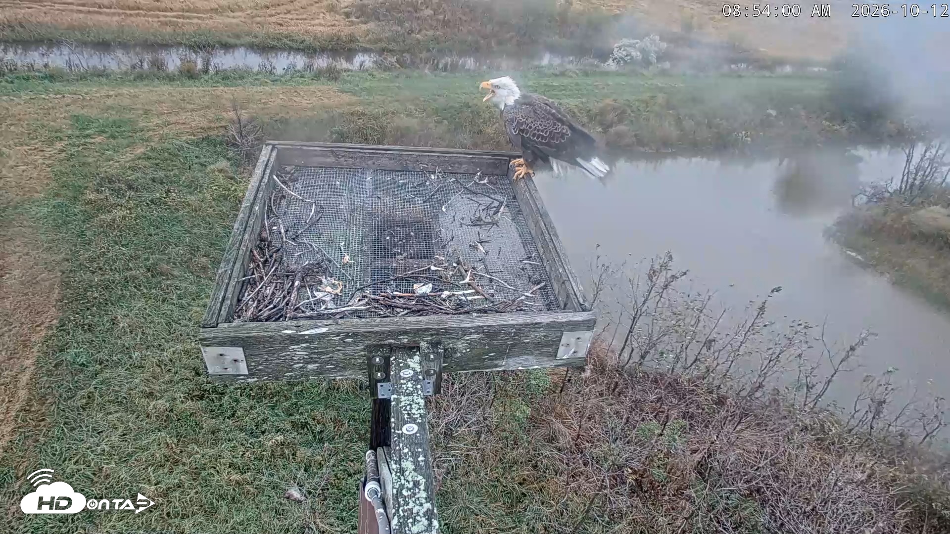Snapshot of Blackwater Wildlife Refuge Ospreys Live Cam taken Oct 12, 2026, 8:54am EDT