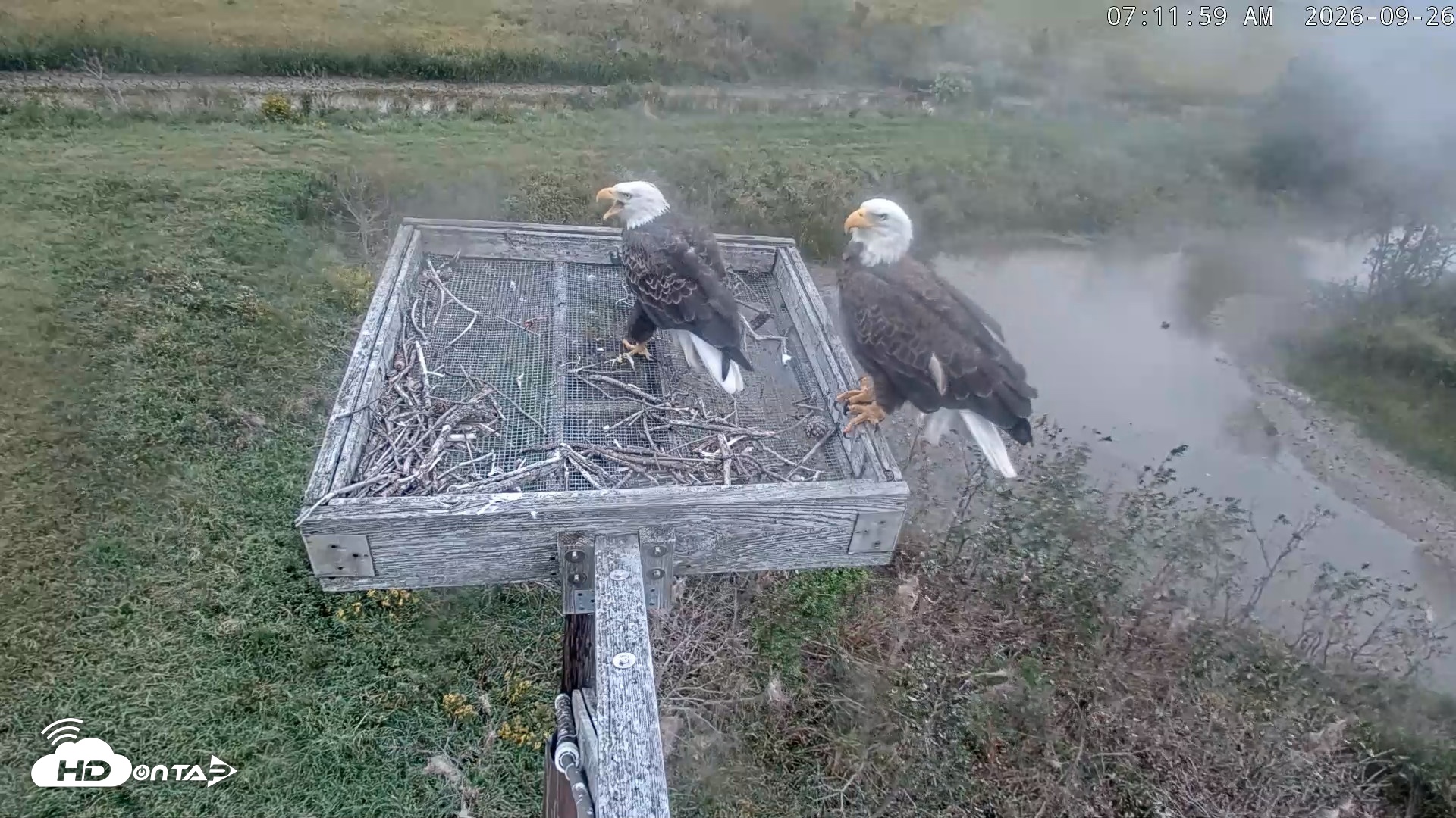 Snapshot of Blackwater Wildlife Refuge Ospreys Live Cam taken Sep 26, 2026, 7:12am EDT
