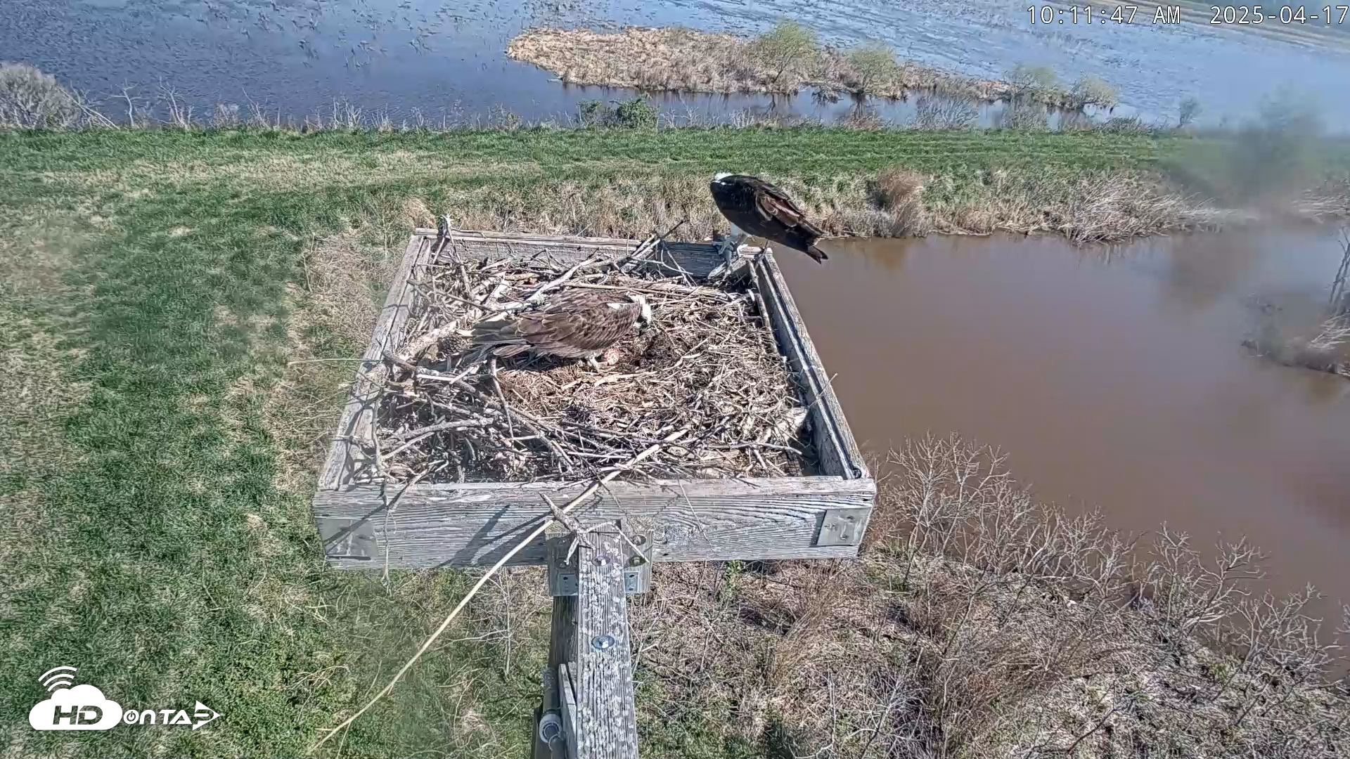 Snapshot of Blackwater Wildlife Refuge Ospreys Live Cam taken Apr 17, 2025, 10:12am EDT