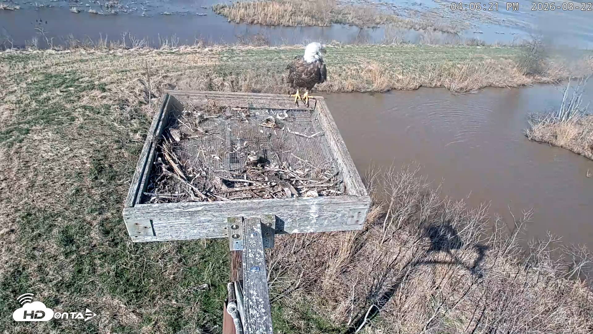 Snapshot of Blackwater Wildlife Refuge Ospreys Live Cam taken Mar 22, 2026, 4:06pm EDT