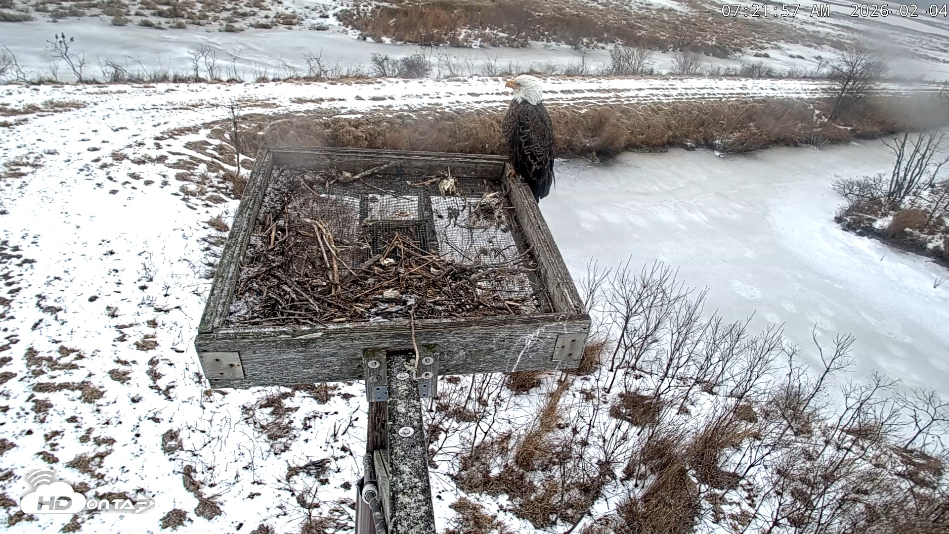 Snapshot of Blackwater Wildlife Refuge Ospreys Live Cam taken Feb 4, 2026, 7:22am EST
