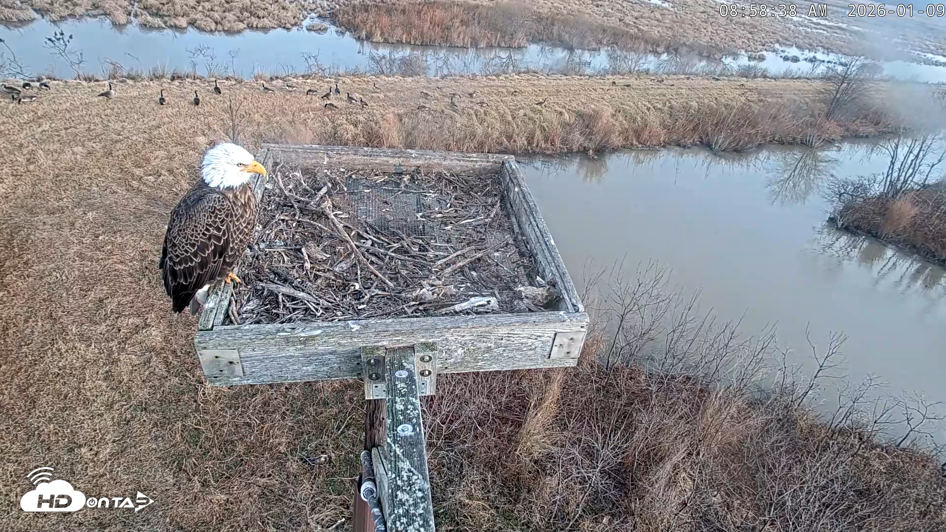 Snapshot of Blackwater Wildlife Refuge Ospreys Live Cam taken Jan 9, 2026, 8:59am EST