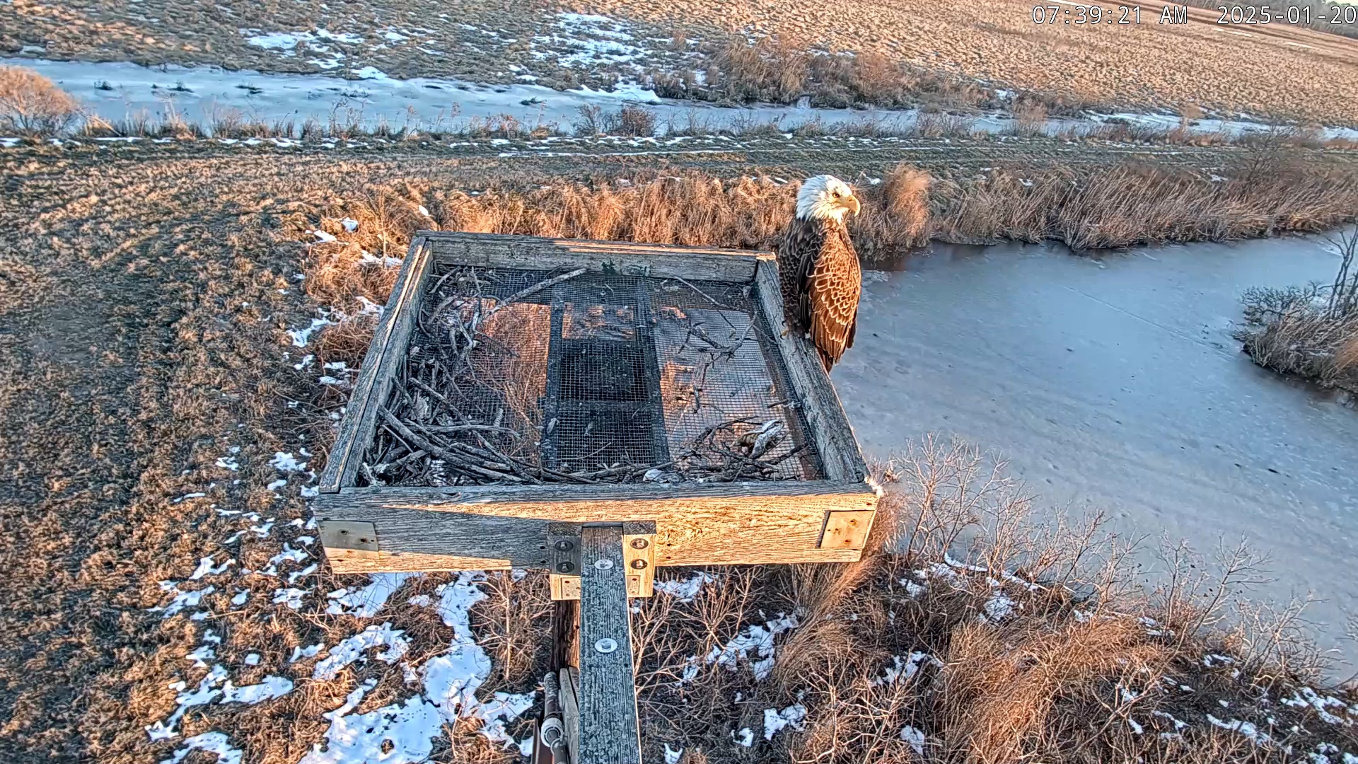 Snapshot of Blackwater Wildlife Refuge Ospreys Live Cam taken Jan 20, 2025, 7:40am EST