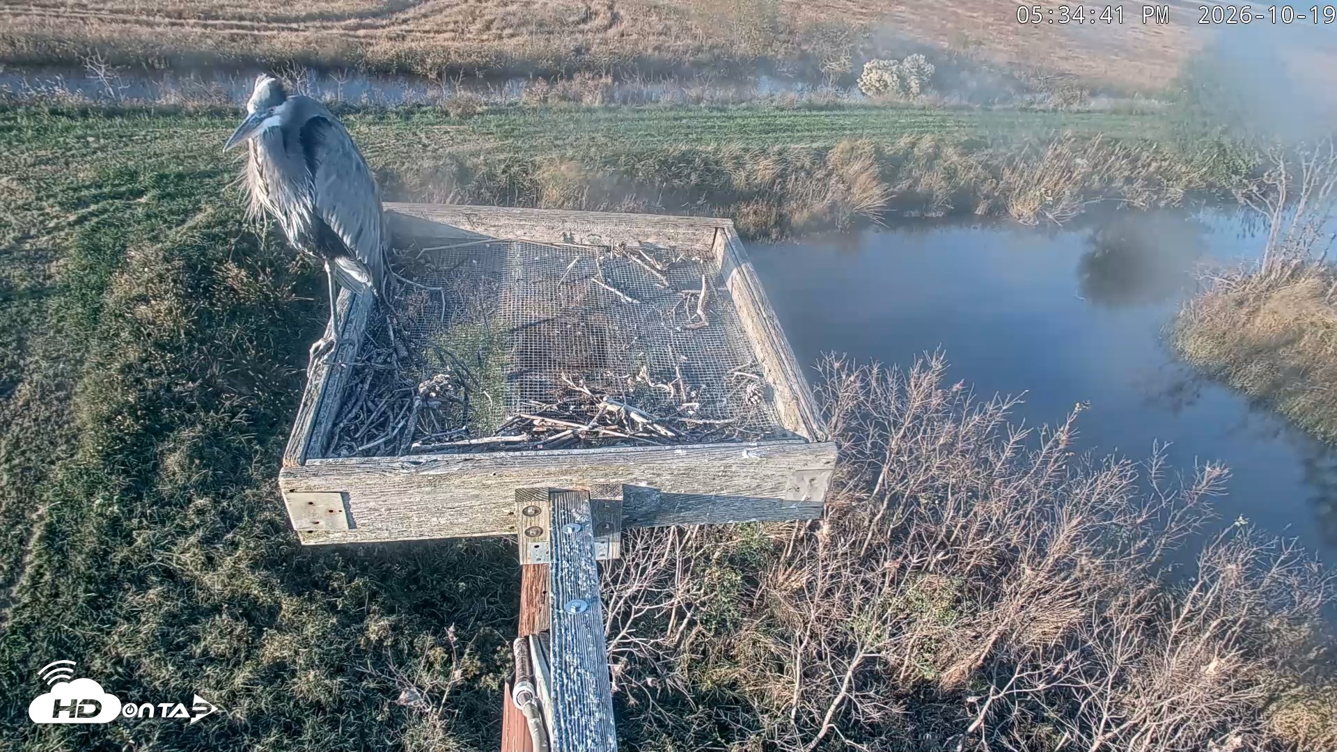 Snapshot of Blackwater Wildlife Refuge Ospreys Live Cam taken Oct 19, 2026, 5:35pm EDT