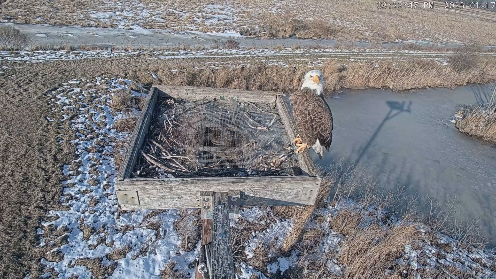 Snapshot of Blackwater Wildlife Refuge Ospreys Live Cam taken Jan 17, 2025, 3:23pm EST