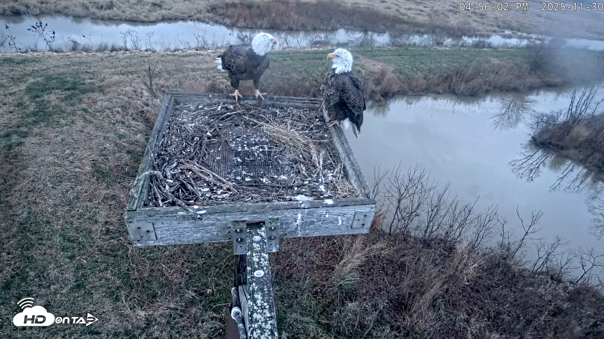 Snapshot of Blackwater Wildlife Refuge Ospreys Live Cam taken Nov 30, 2025, 4:56pm EST