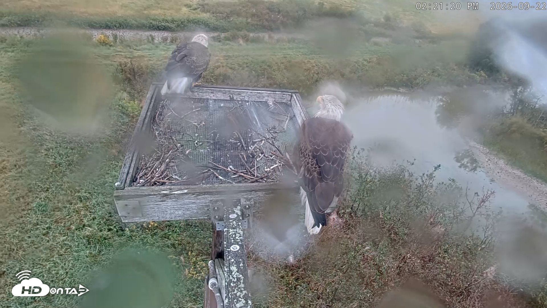 Snapshot of Blackwater Wildlife Refuge Ospreys Live Cam taken Sep 22, 2026, 2:22pm EDT