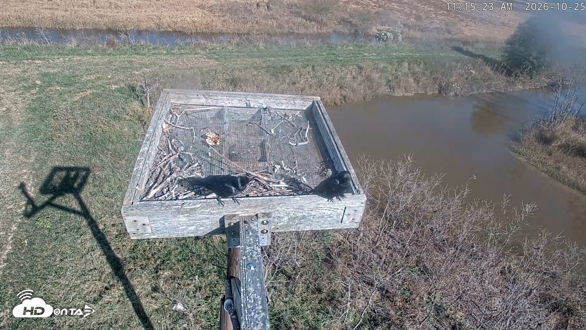Snapshot of Blackwater Wildlife Refuge Ospreys Live Cam taken Oct 25, 2026, 11:16am EDT