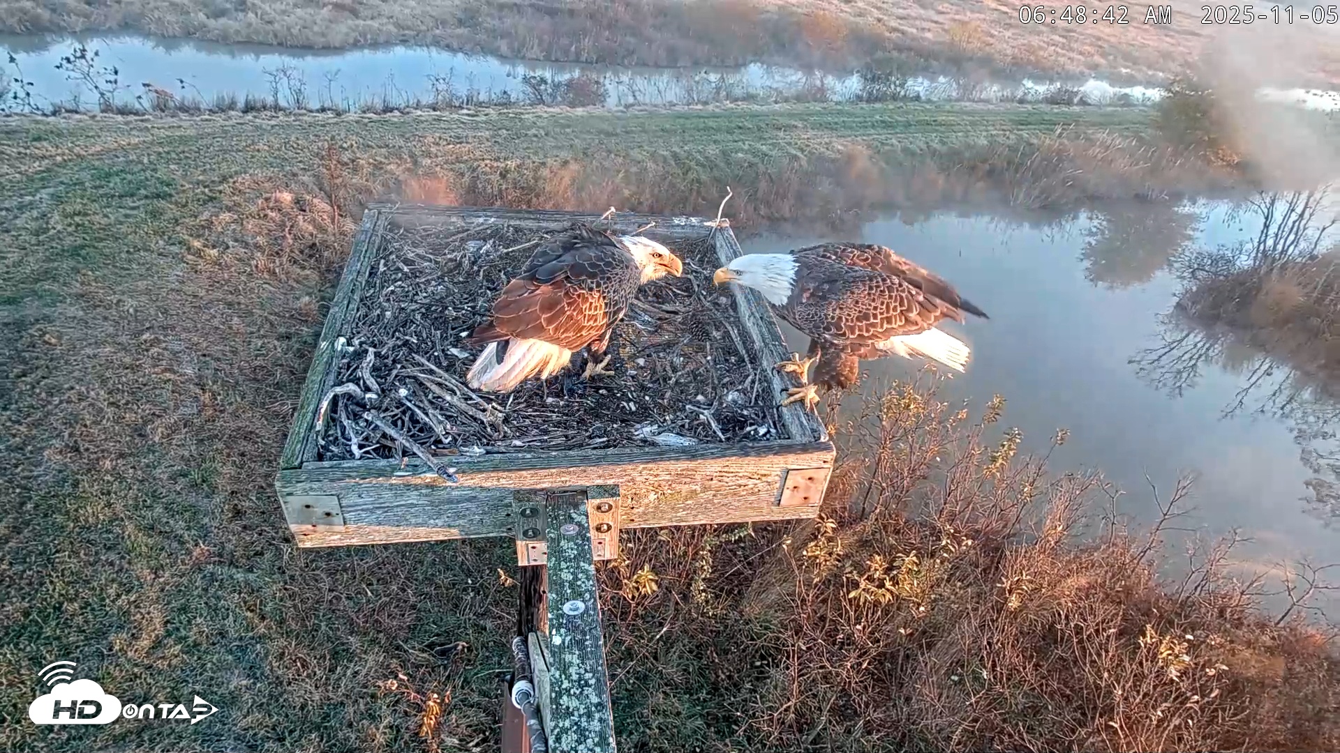 Snapshot of Blackwater Wildlife Refuge Ospreys Live Cam taken Nov 5, 2025, 6:49am EST
