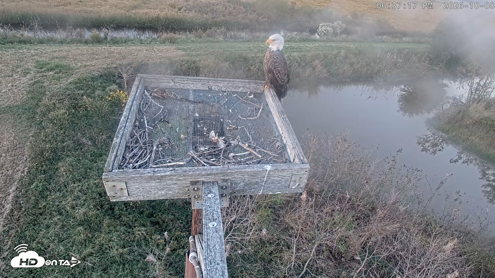 Snapshot of Blackwater Wildlife Refuge Ospreys Live Cam taken Oct 8, 2026, 6:37pm EDT