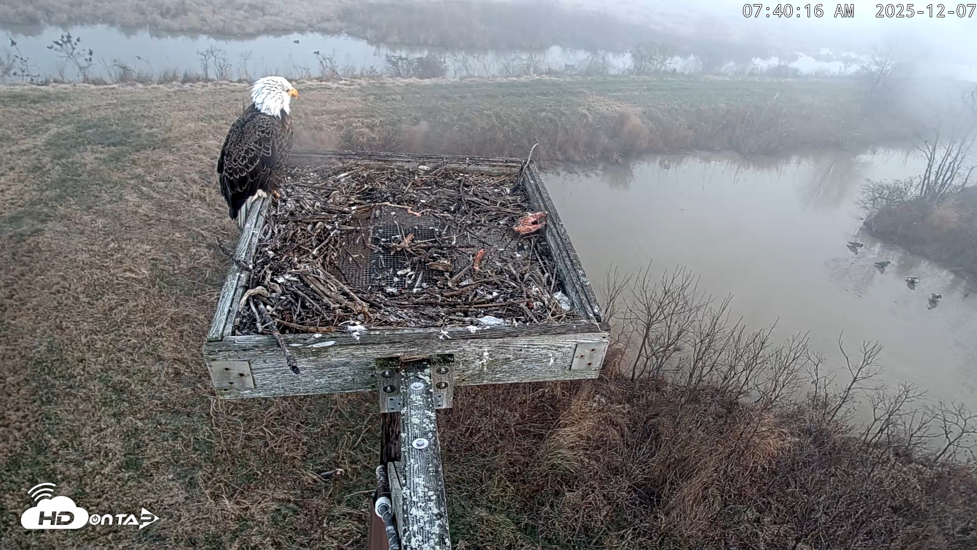 Snapshot of Blackwater Wildlife Refuge Ospreys Live Cam taken Dec 7, 2025, 7:41am EST
