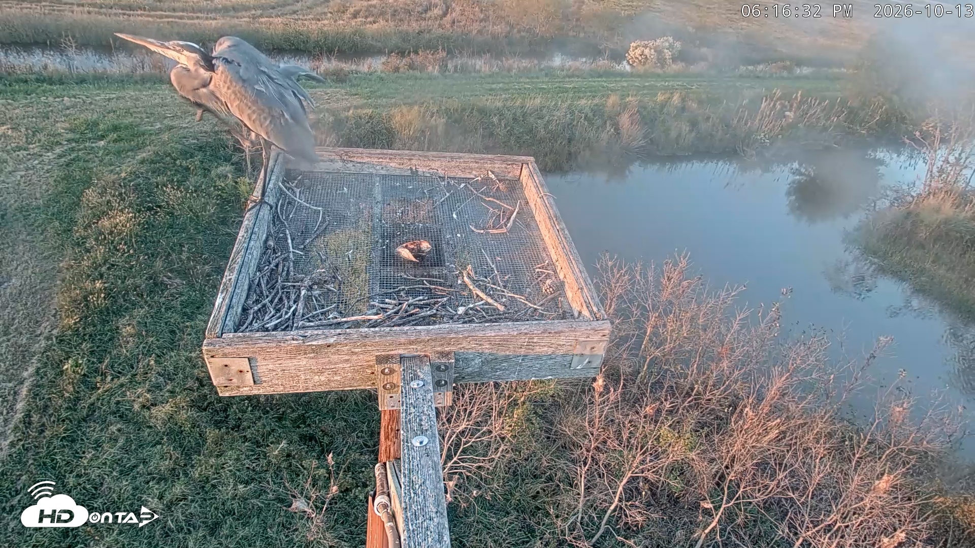 Snapshot of Blackwater Wildlife Refuge Ospreys Live Cam taken Oct 13, 2026, 6:17pm EDT
