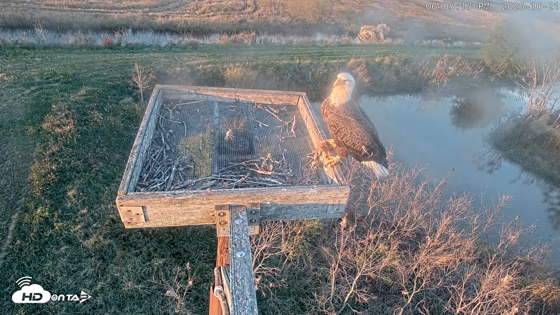 Snapshot of Blackwater Wildlife Refuge Ospreys Live Cam taken Oct 21, 2026, 6:06pm EDT