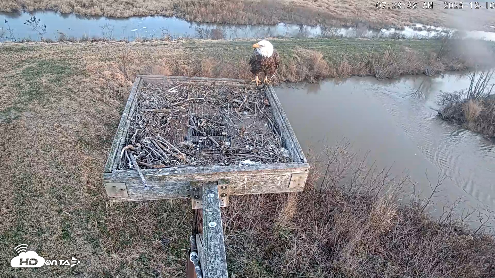Snapshot of Blackwater Wildlife Refuge Ospreys Live Cam taken Dec 10, 2025, 7:29am EST