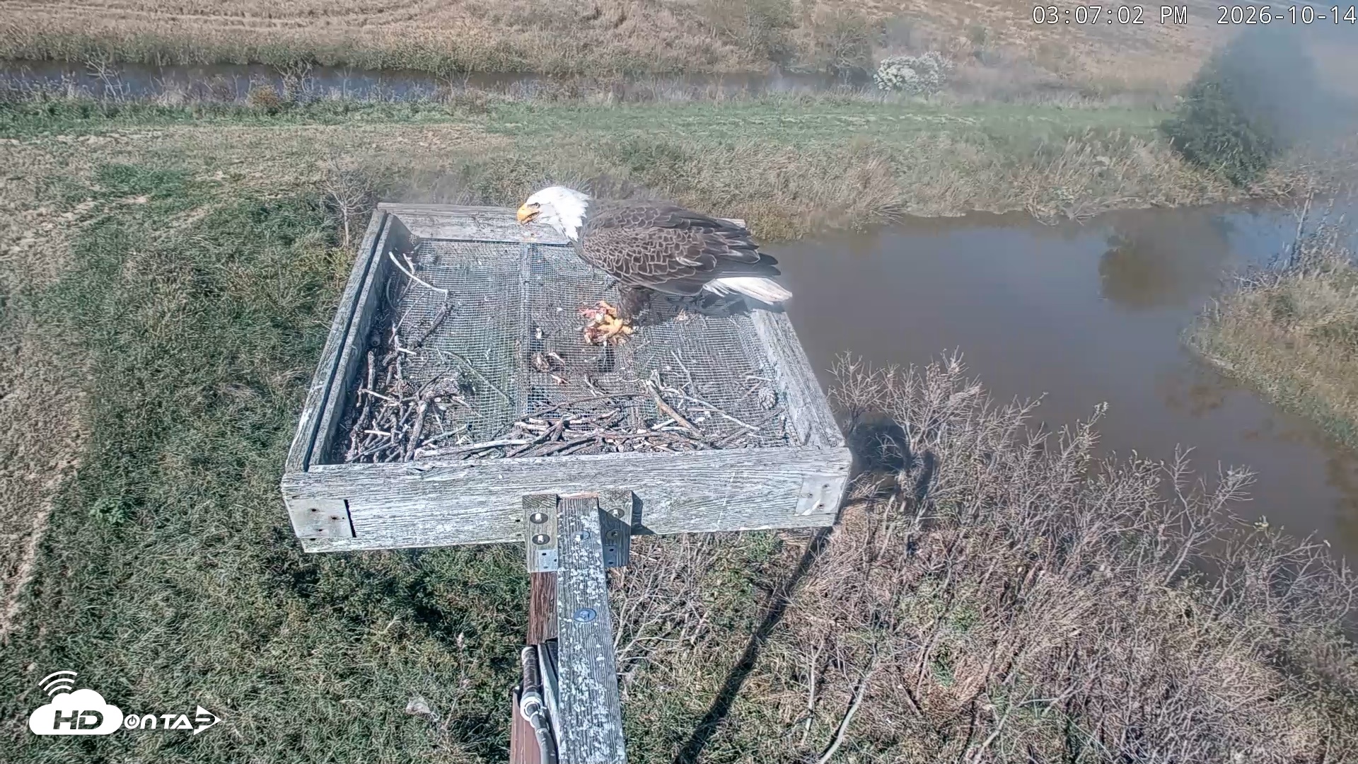 Snapshot of Blackwater Wildlife Refuge Ospreys Live Cam taken Oct 14, 2026, 3:07pm EDT