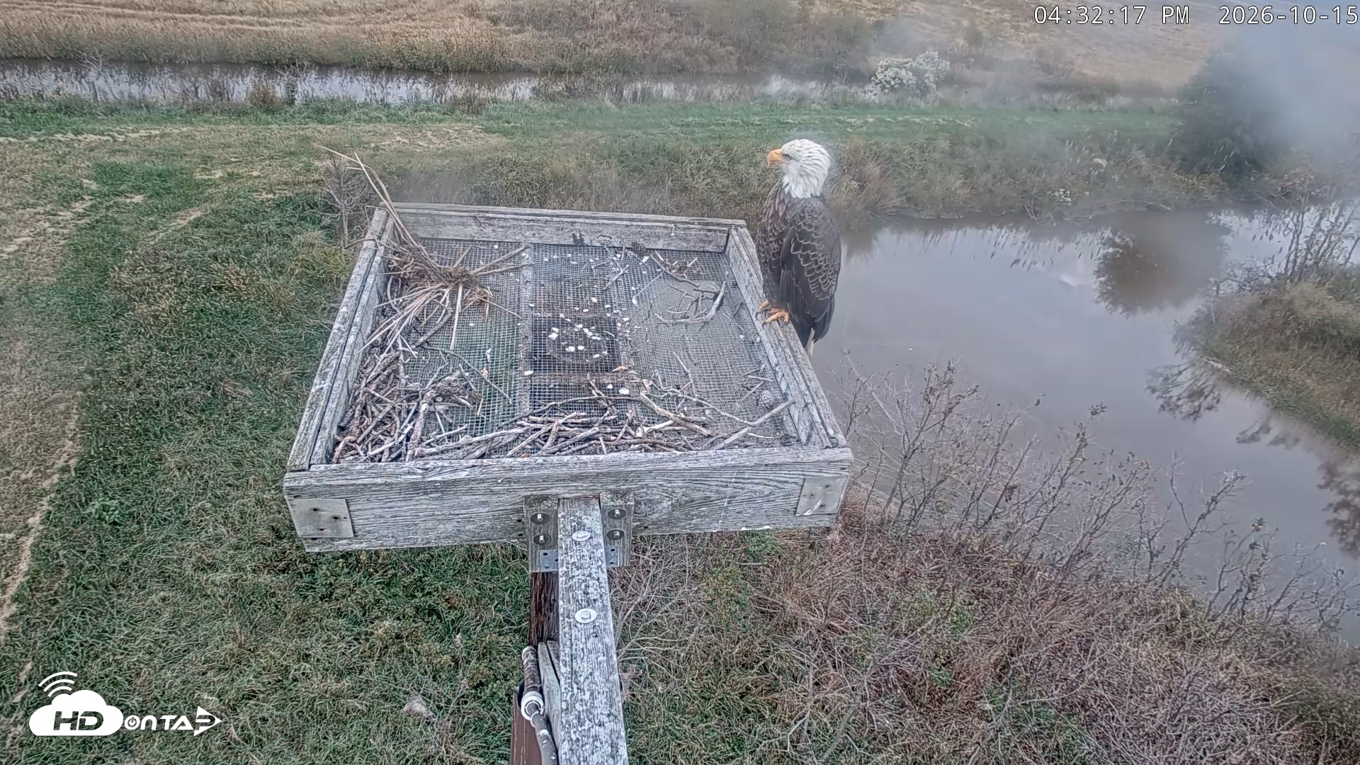 Snapshot of Blackwater Wildlife Refuge Ospreys Live Cam taken Oct 15, 2026, 4:33pm EDT