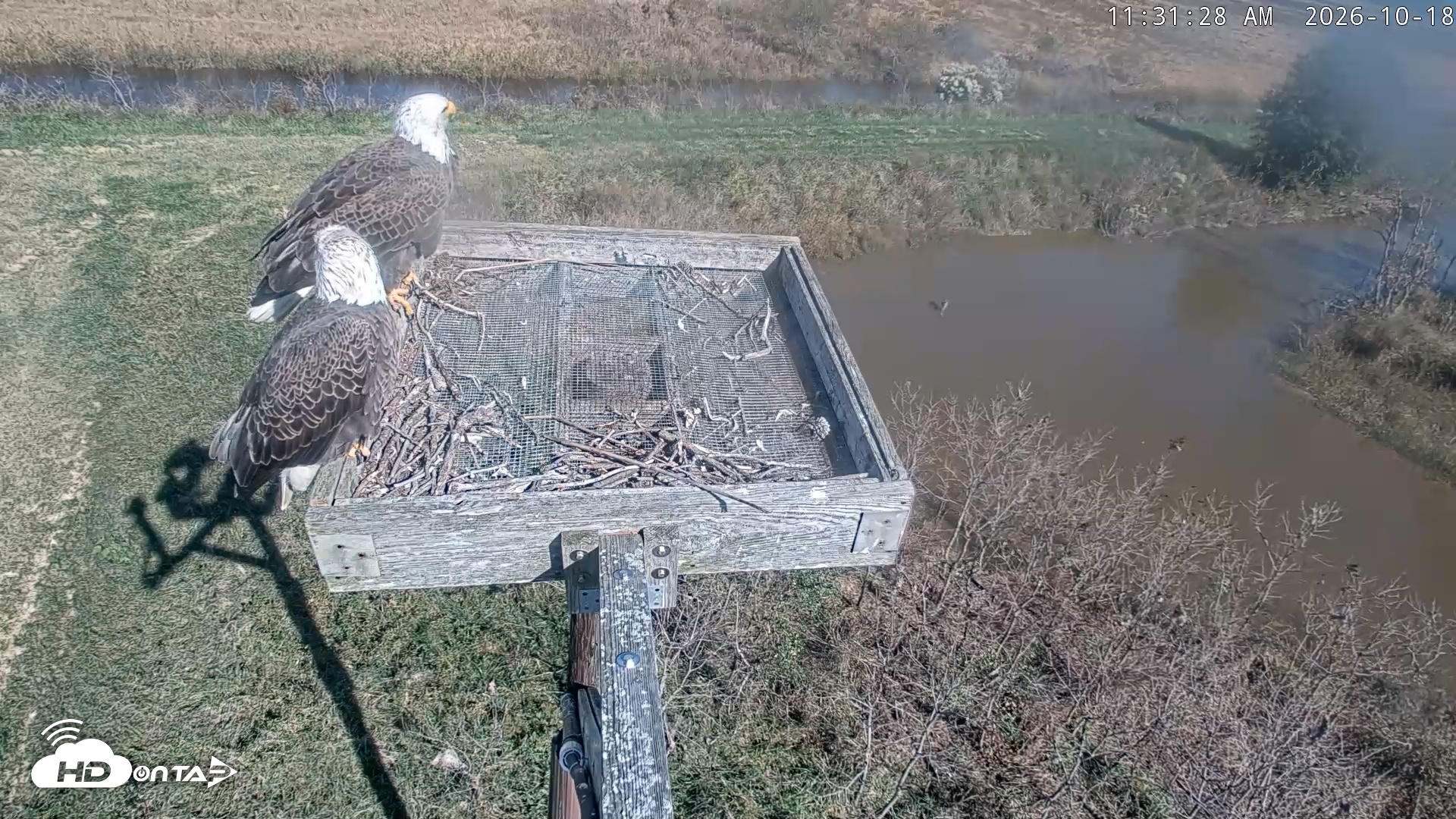 Snapshot of Blackwater Wildlife Refuge Ospreys Live Cam taken Oct 18, 2026, 11:32am EDT