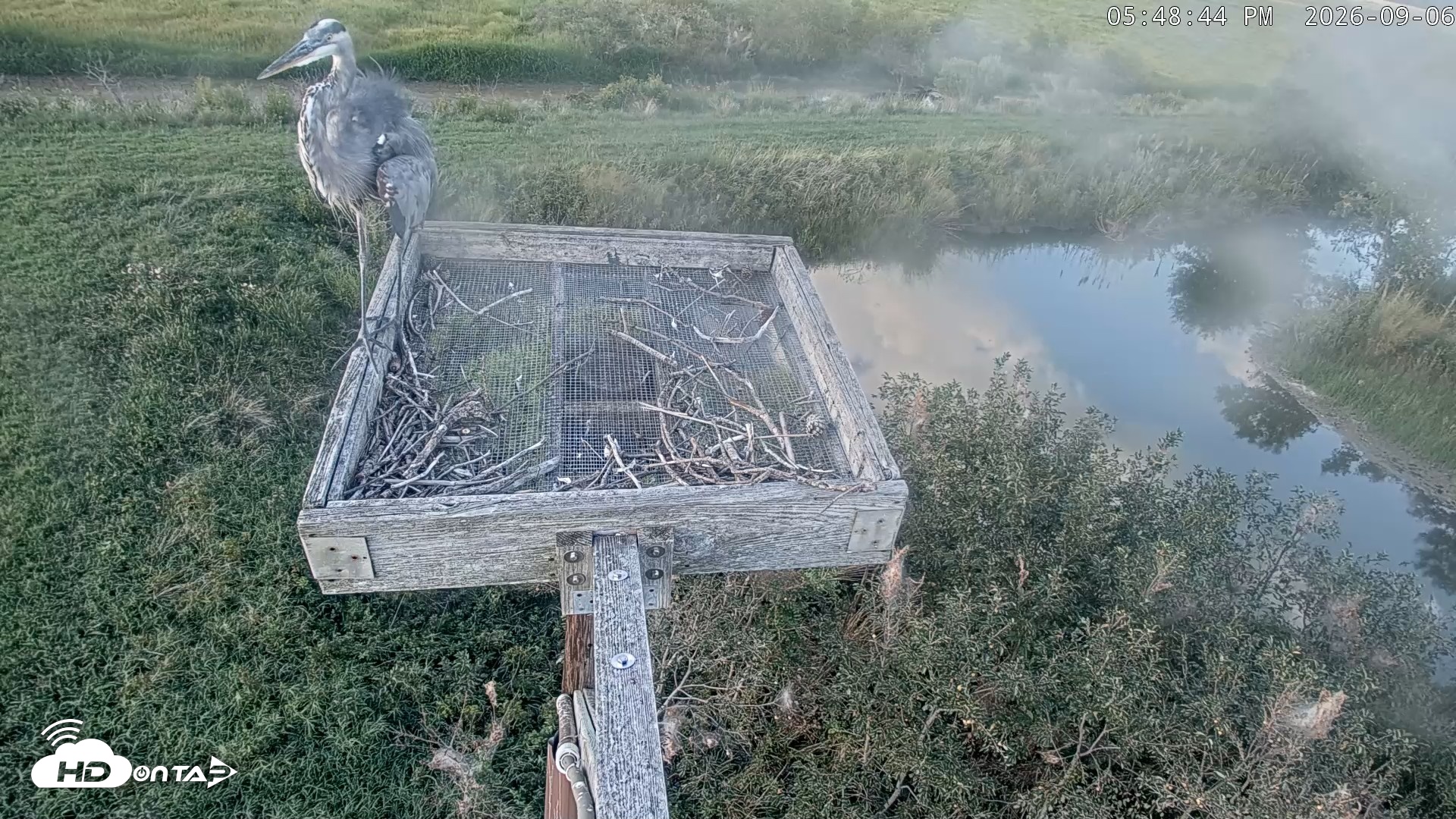 Snapshot of Blackwater Wildlife Refuge Ospreys Live Cam taken Sep 6, 2026, 5:49pm EDT
