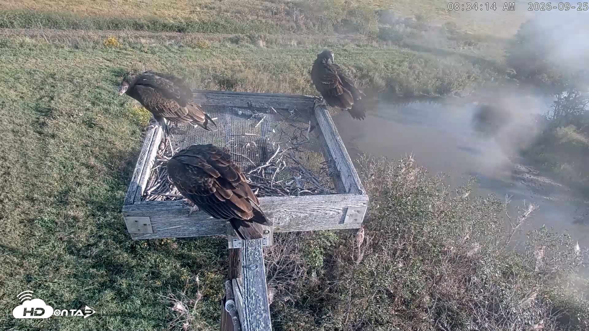 Snapshot of Blackwater Wildlife Refuge Ospreys Live Cam taken Sep 25, 2026, 8:34am EDT