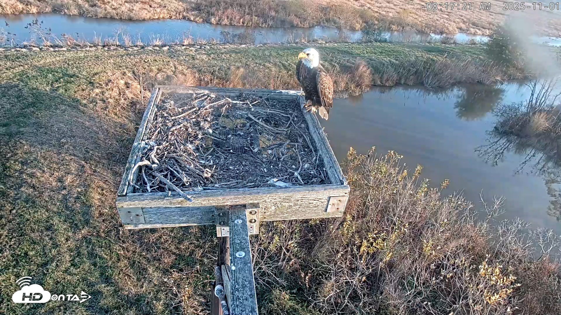 Snapshot of Blackwater Wildlife Refuge Ospreys Live Cam taken Nov 1, 2025, 8:17am EDT