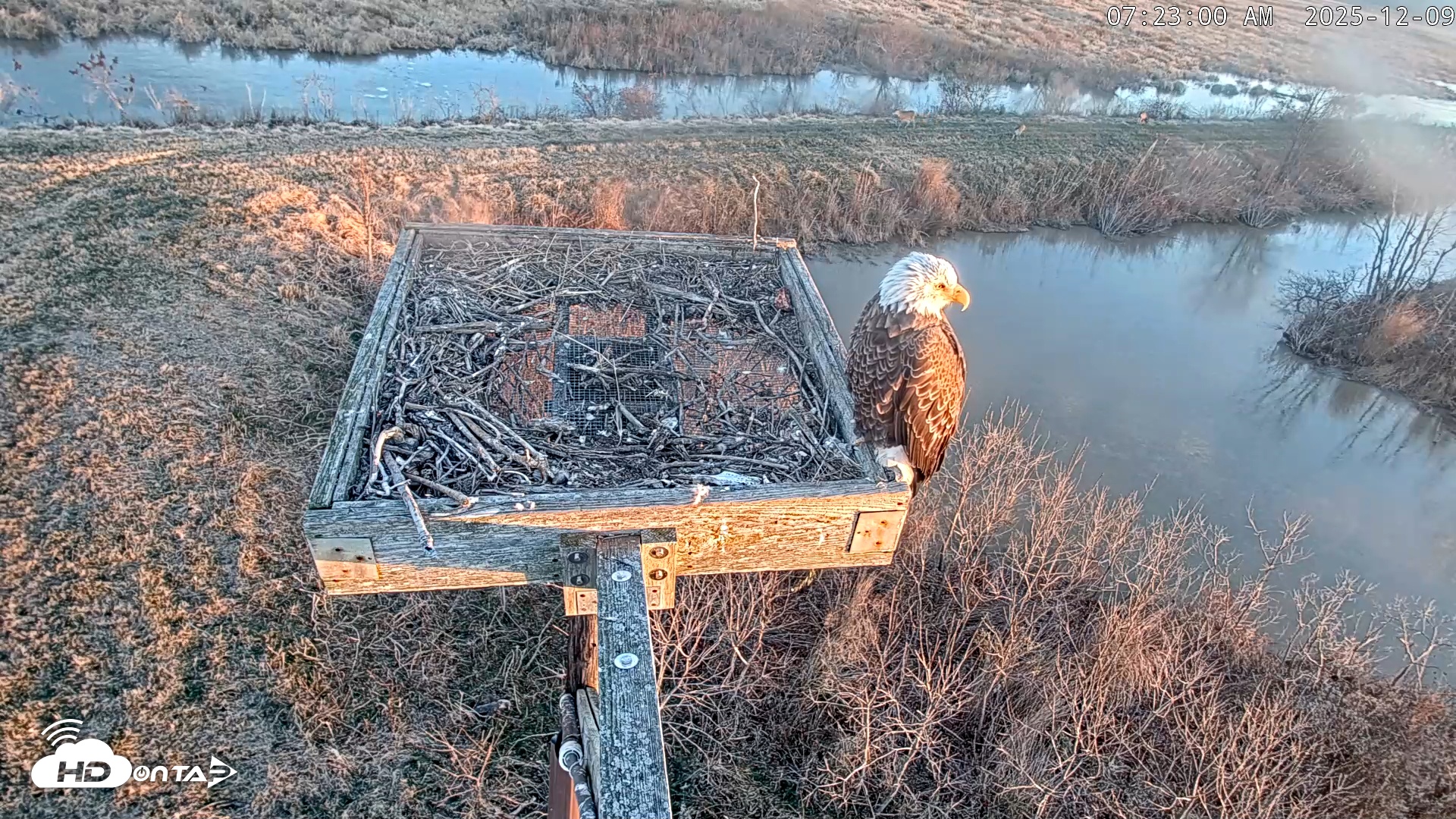 Snapshot of Blackwater Wildlife Refuge Ospreys Live Cam taken Dec 9, 2025, 7:23am EST