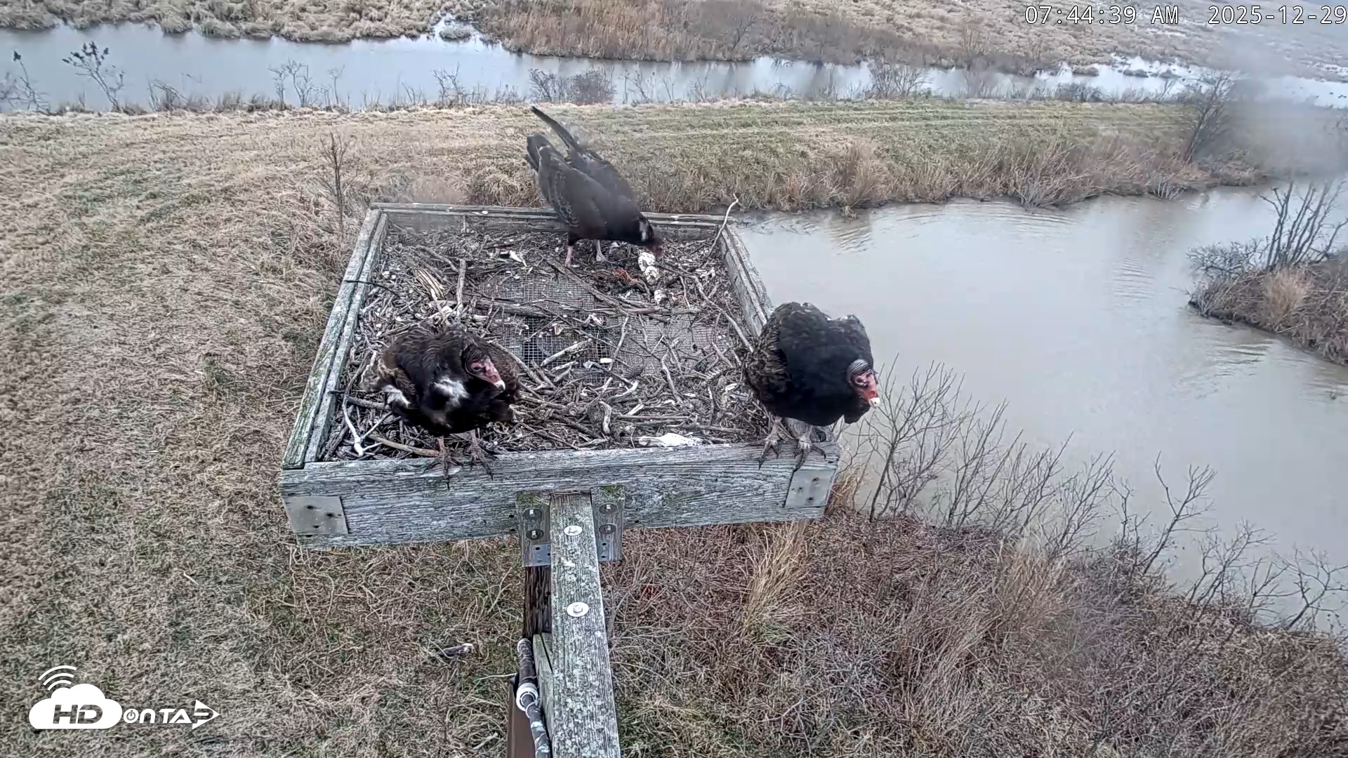 Snapshot of Blackwater Wildlife Refuge Ospreys Live Cam taken Dec 29, 2025, 7:45am EST