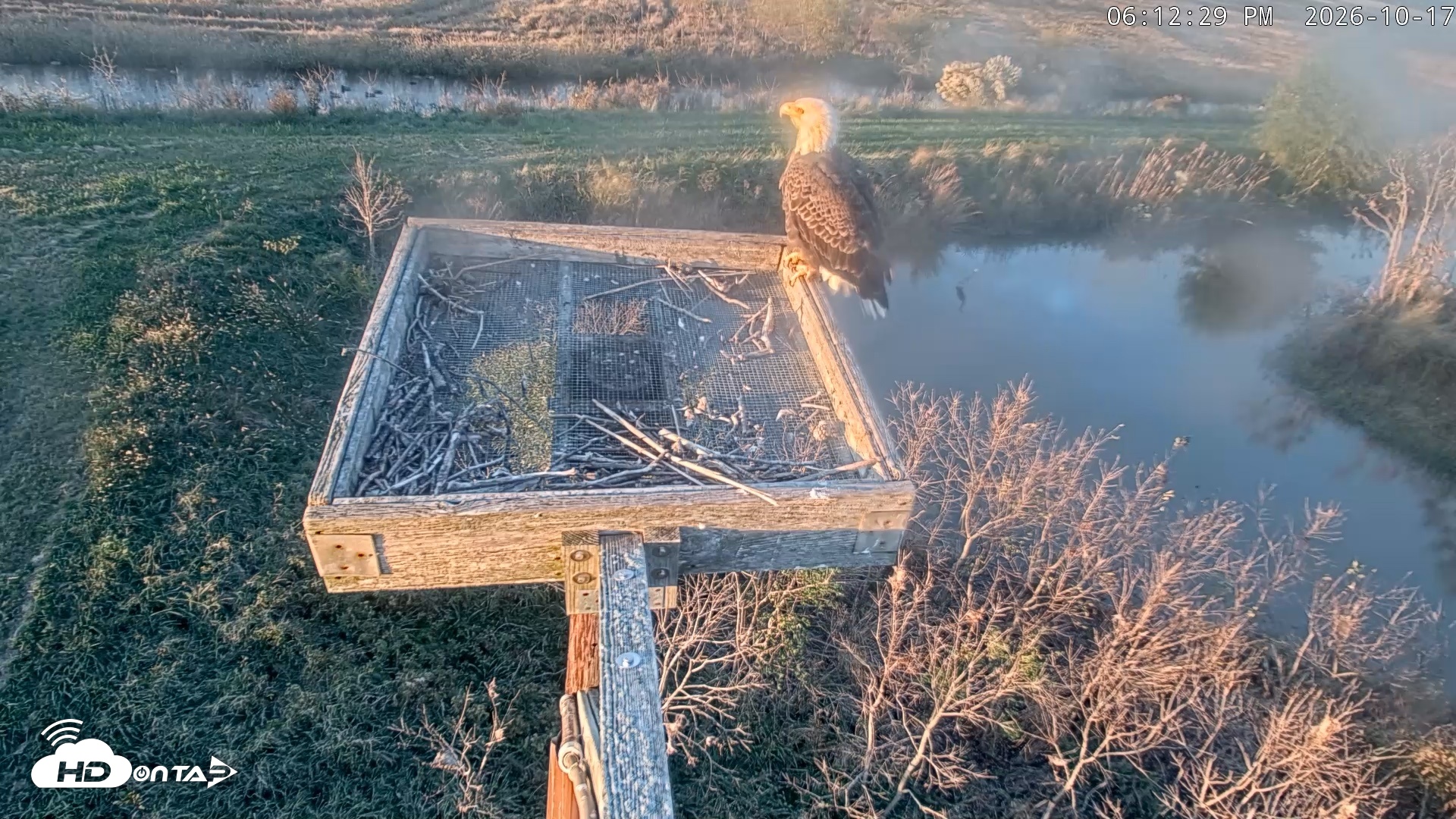 Snapshot of Blackwater Wildlife Refuge Ospreys Live Cam taken Oct 17, 2026, 6:13pm EDT