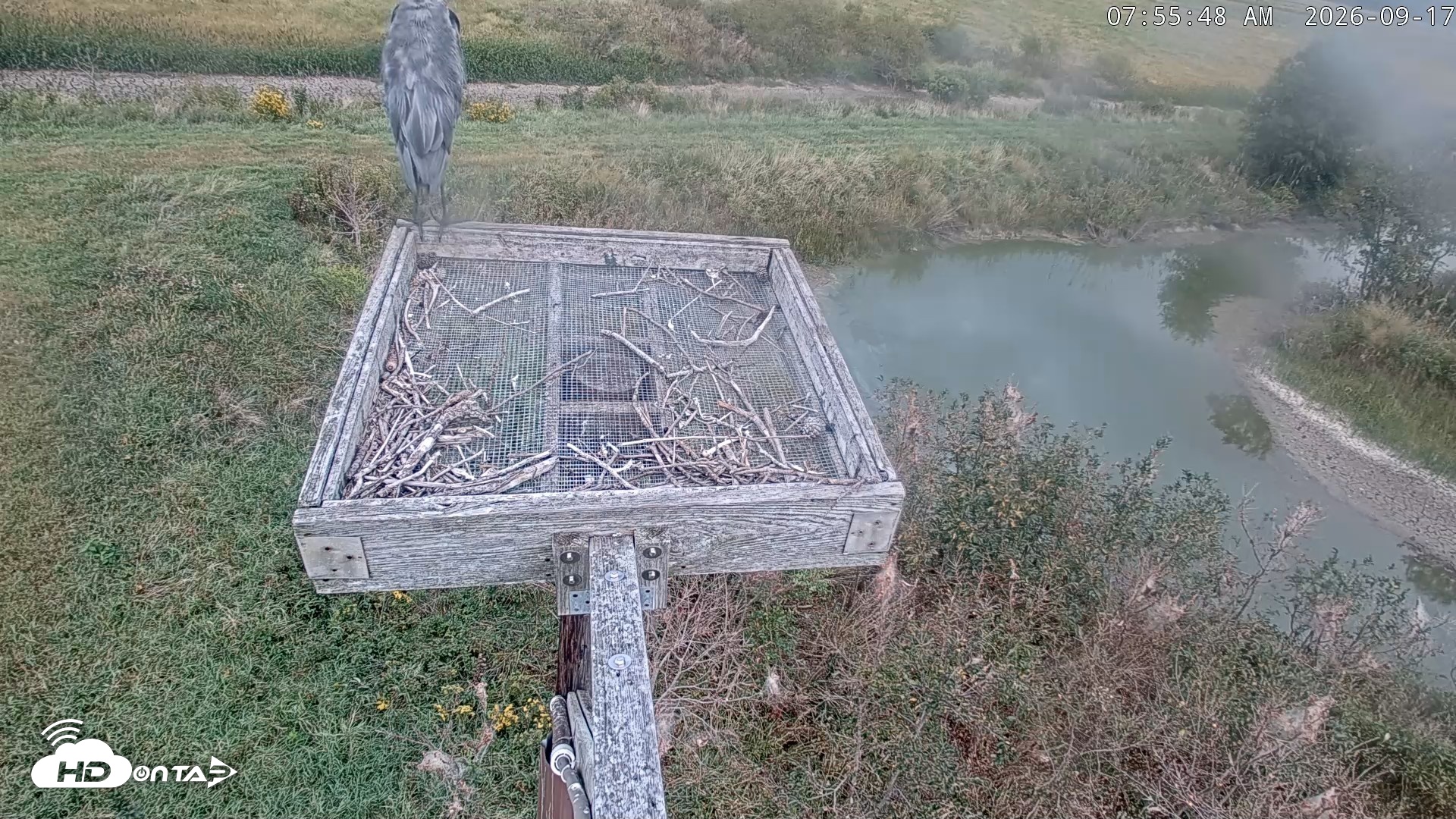 Snapshot of Blackwater Wildlife Refuge Ospreys Live Cam taken Sep 17, 2026, 7:56am EDT