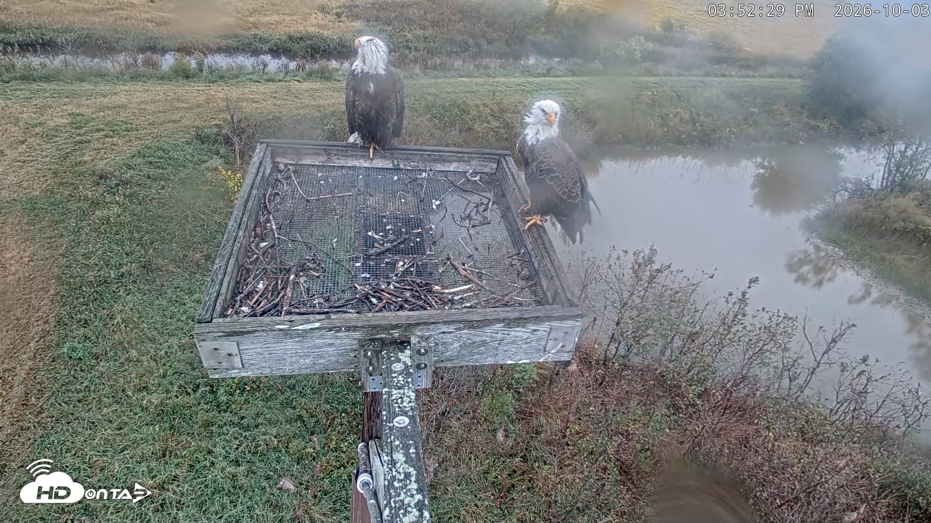 Snapshot of Blackwater Wildlife Refuge Ospreys Live Cam taken Oct 3, 2026, 3:53pm EDT