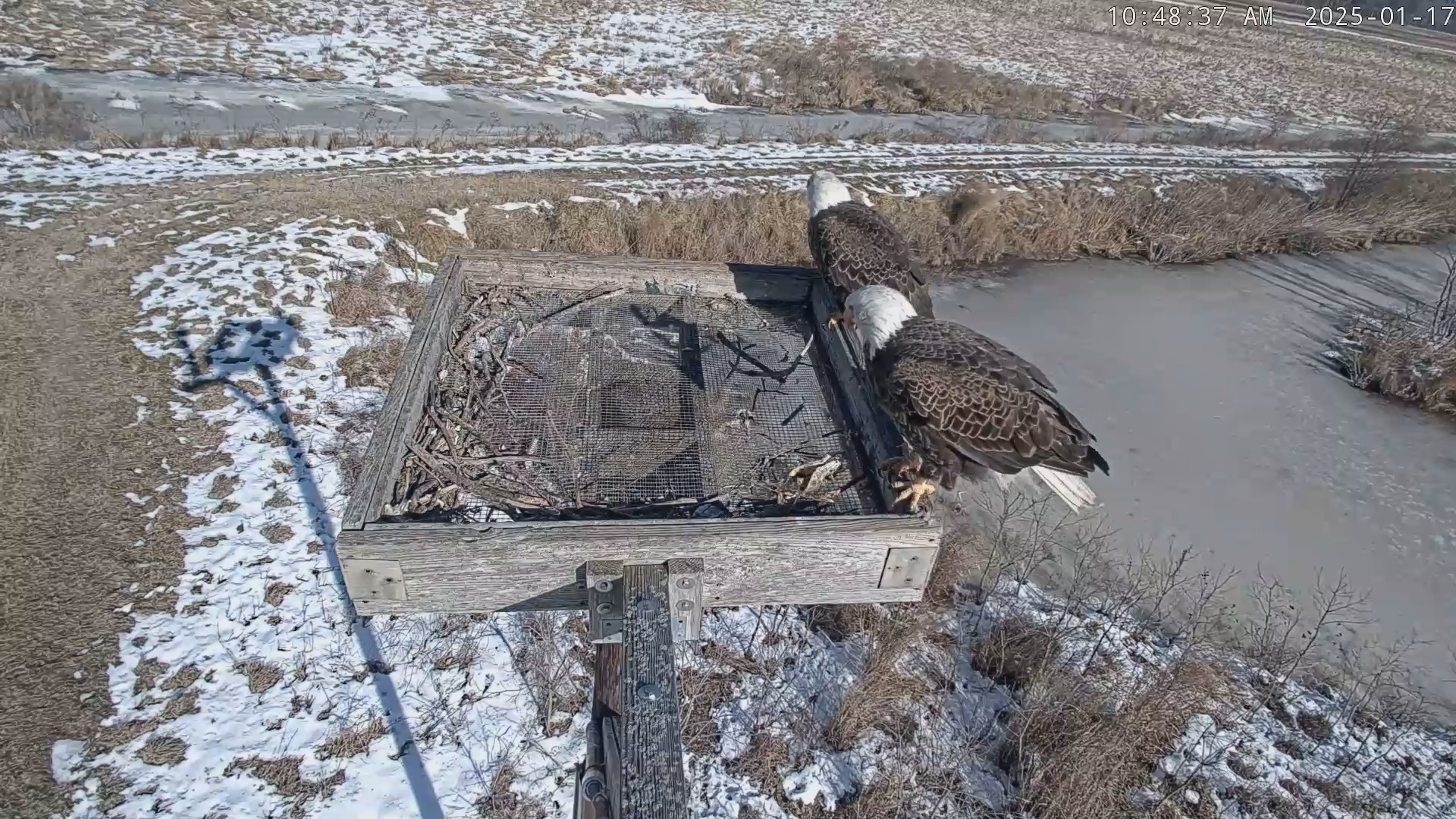 Snapshot of Blackwater Wildlife Refuge Ospreys Live Cam taken Jan 17, 2025, 10:49am EST