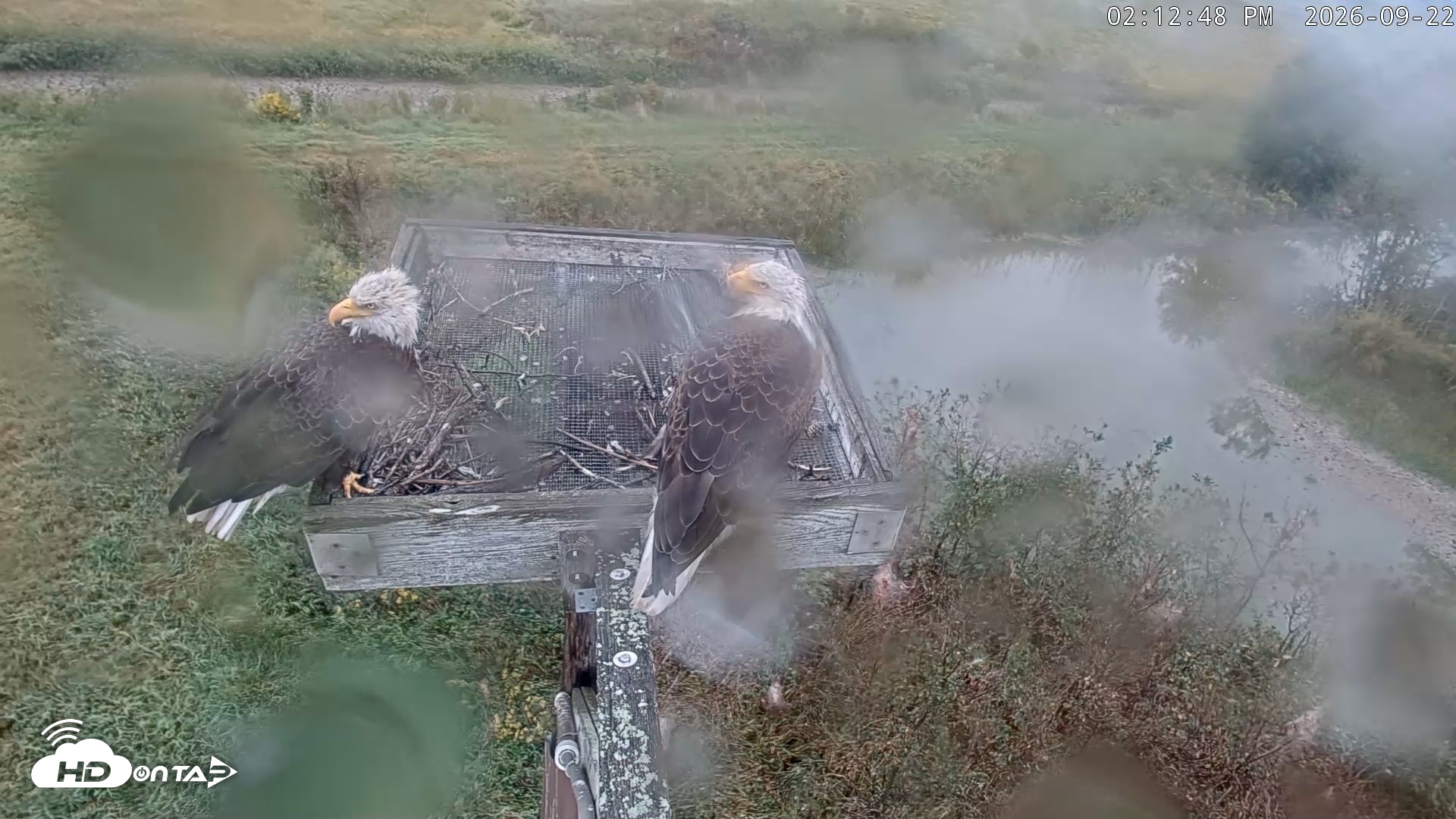 Snapshot of Blackwater Wildlife Refuge Ospreys Live Cam taken Sep 22, 2026, 2:13pm EDT