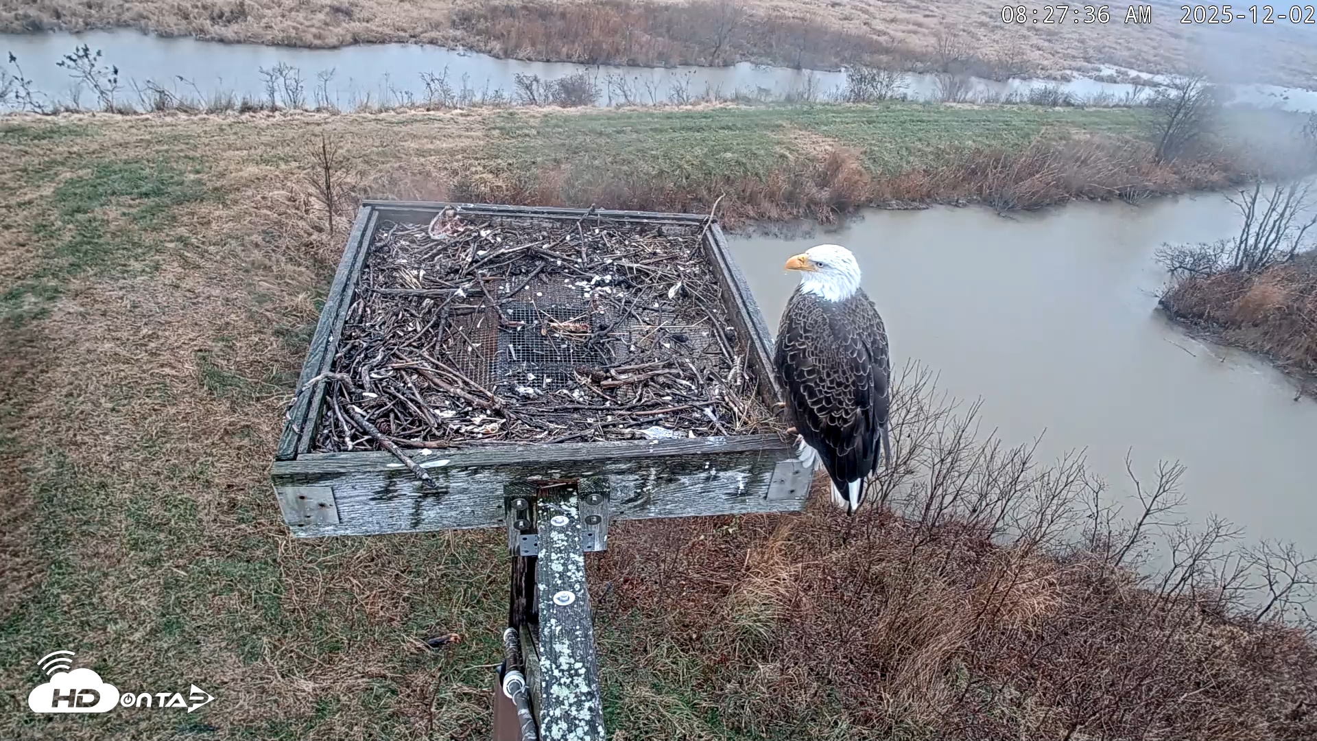 Snapshot of Blackwater Wildlife Refuge Ospreys Live Cam taken Dec 2, 2025, 8:28am EST