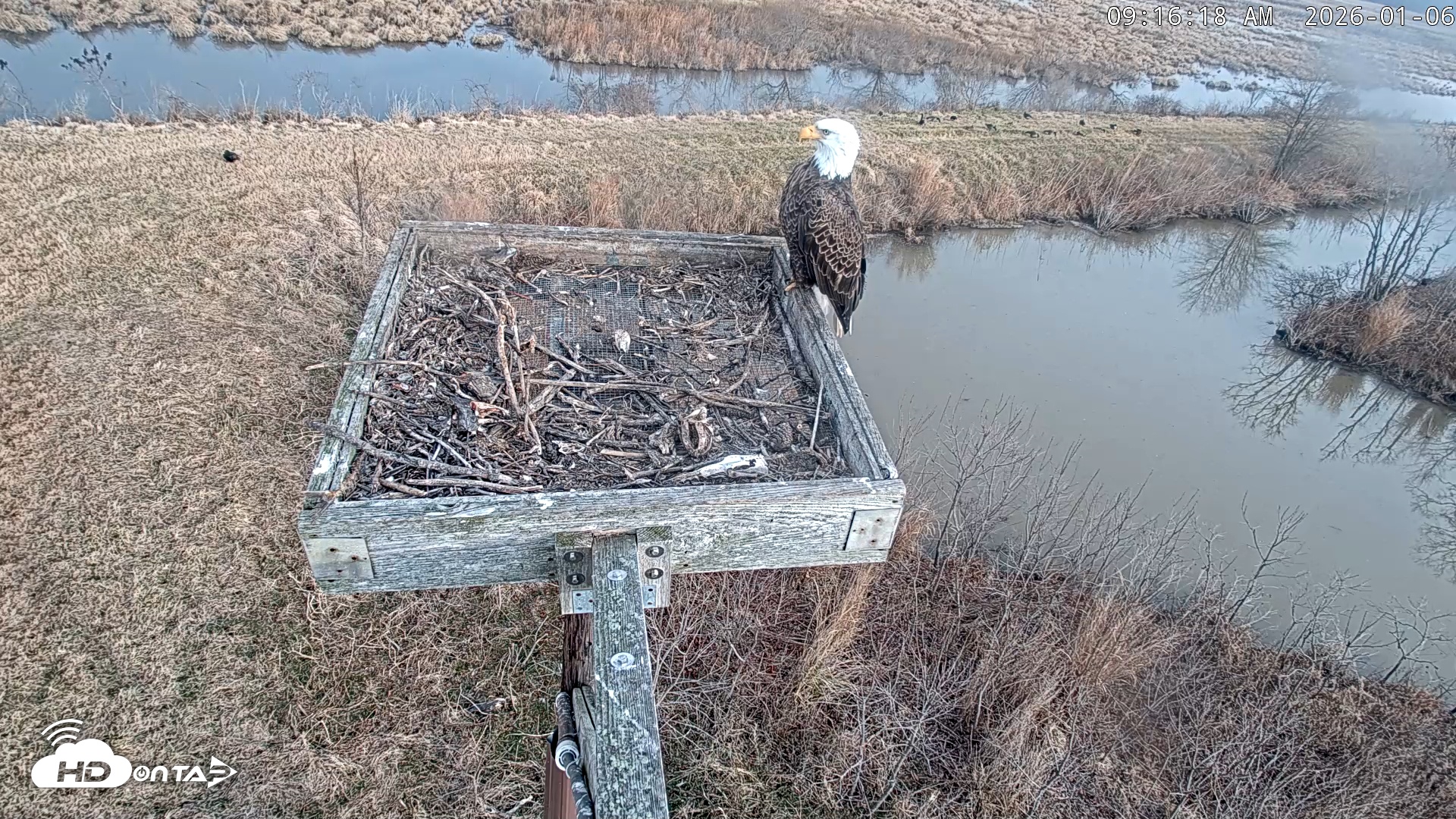 Snapshot of Blackwater Wildlife Refuge Ospreys Live Cam taken Jan 6, 2026, 9:17am EST