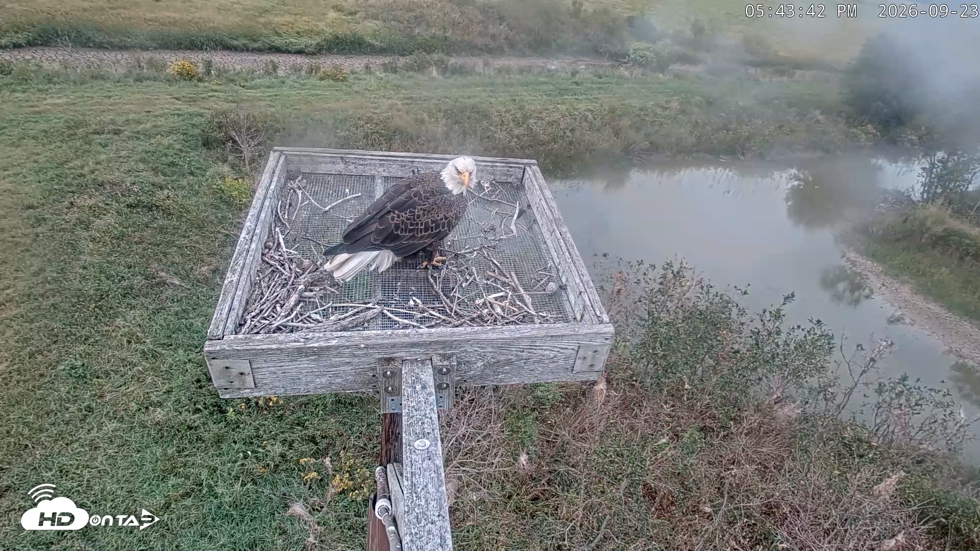 Snapshot of Blackwater Wildlife Refuge Ospreys Live Cam taken Sep 23, 2026, 5:44pm EDT