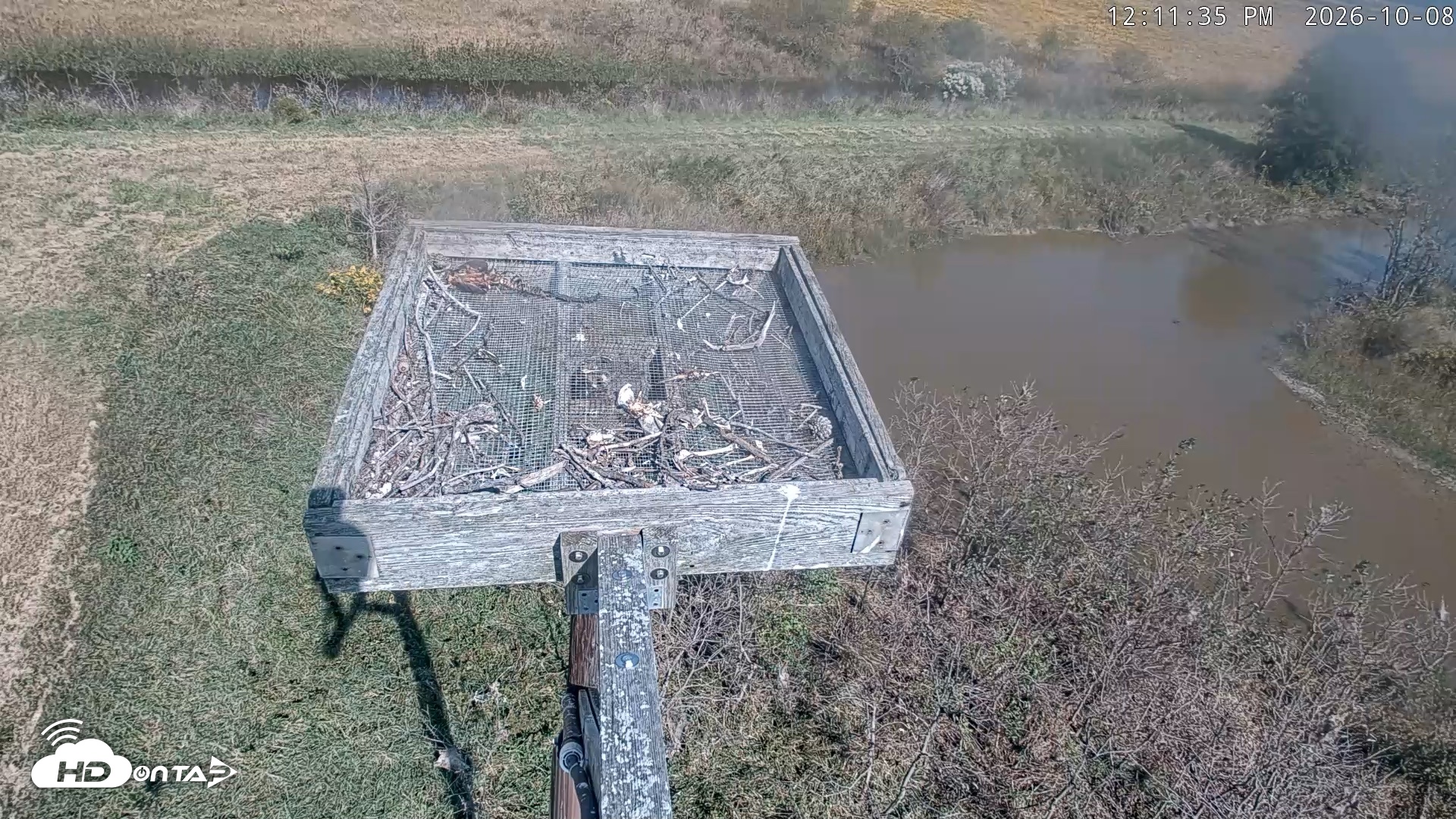 Snapshot of Blackwater Wildlife Refuge Ospreys Live Cam taken Oct 8, 2026, 12:12pm EDT