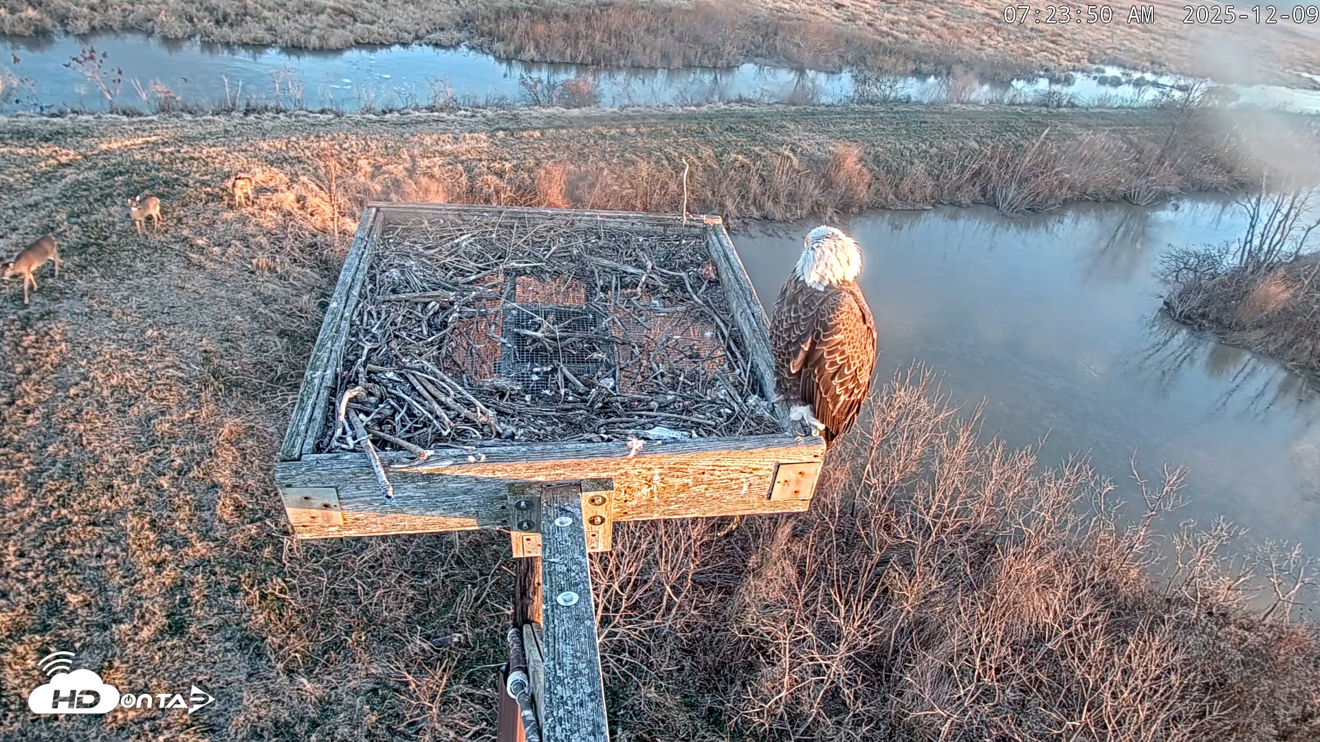 Snapshot of Blackwater Wildlife Refuge Ospreys Live Cam taken Dec 9, 2025, 7:24am EST