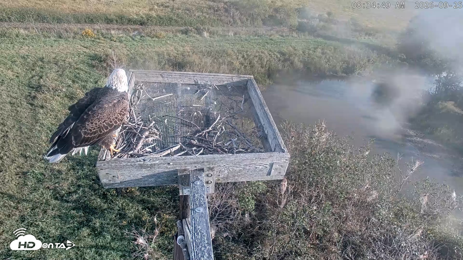 Snapshot of Blackwater Wildlife Refuge Ospreys Live Cam taken Sep 25, 2026, 8:35am EDT
