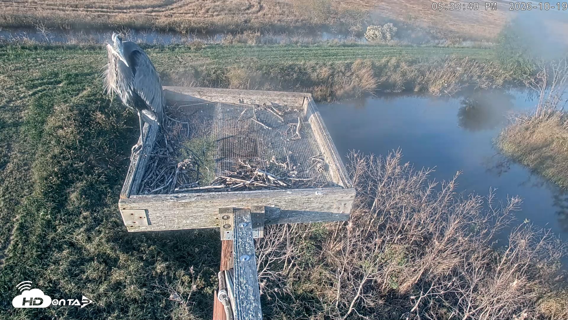 Snapshot of Blackwater Wildlife Refuge Ospreys Live Cam taken Oct 19, 2026, 5:34pm EDT