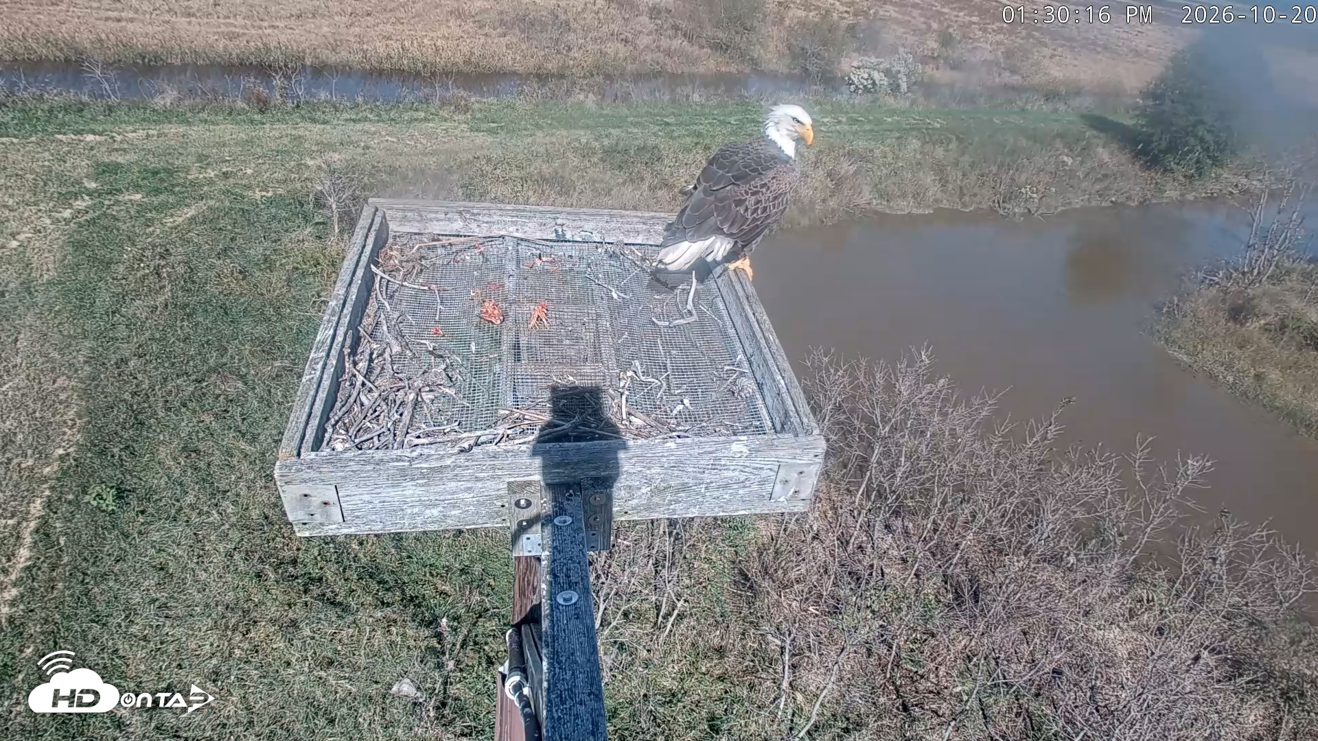 Snapshot of Blackwater Wildlife Refuge Ospreys Live Cam taken Oct 20, 2026, 1:31pm EDT