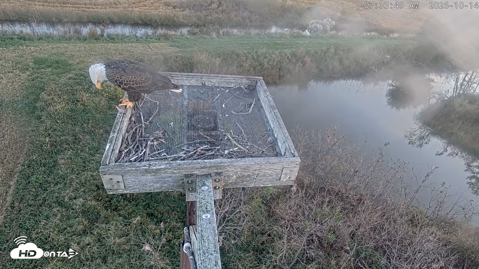 Snapshot of Blackwater Wildlife Refuge Ospreys Live Cam taken Oct 14, 2026, 7:34am EDT